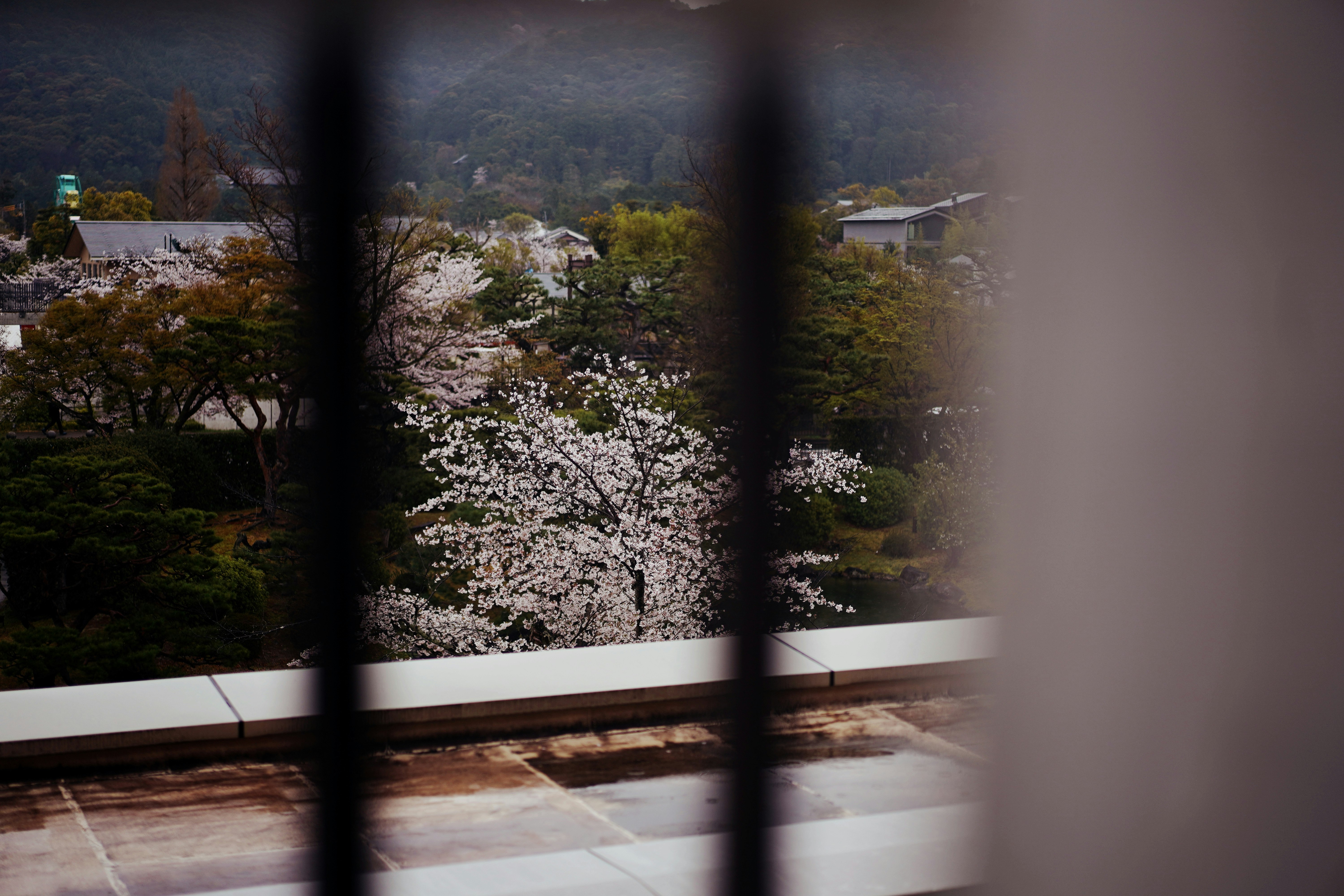 京セラ美術館から見下ろす桜並木の眺望