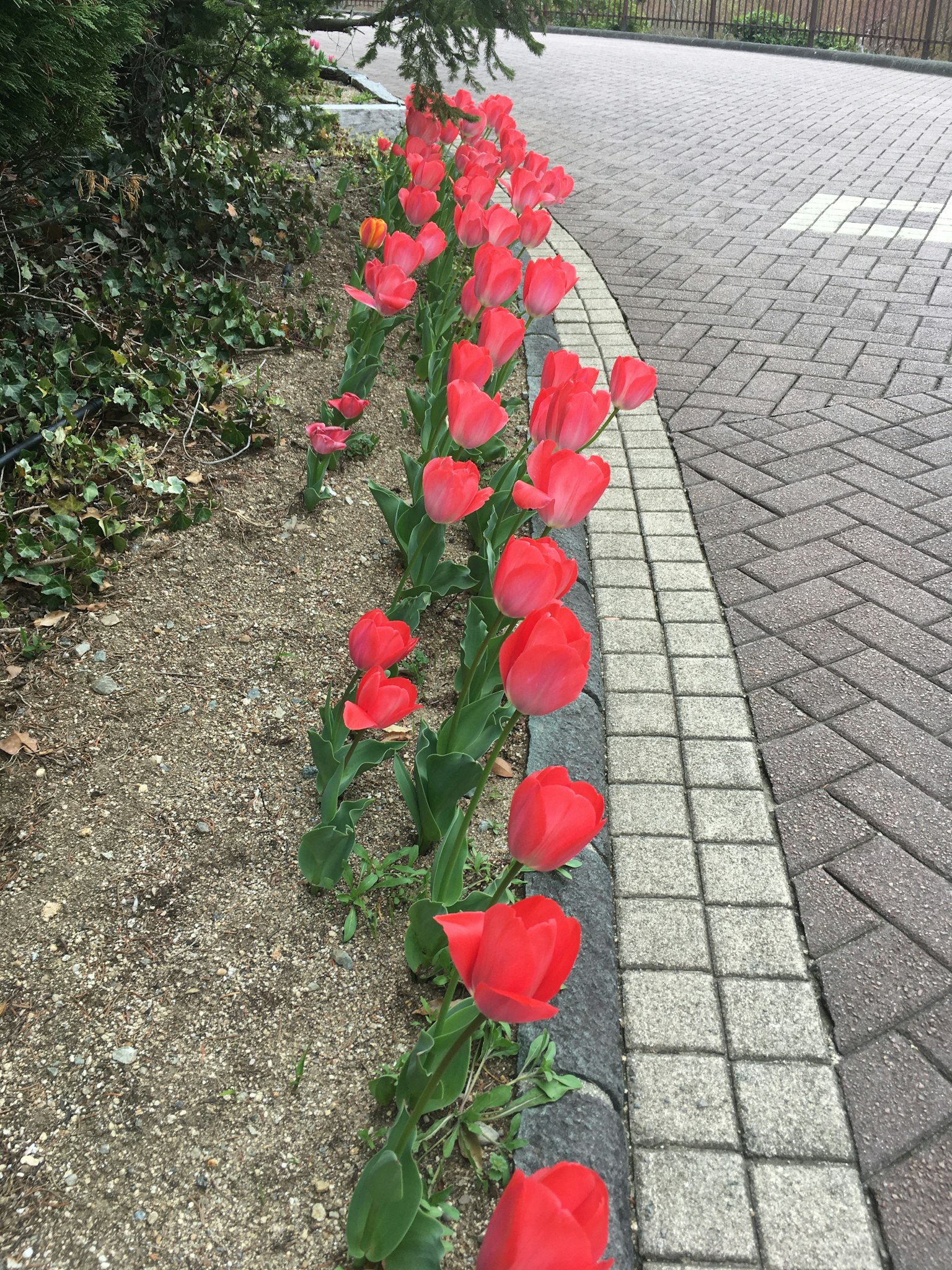 Fila di tulipani rossi lungo un marciapiede