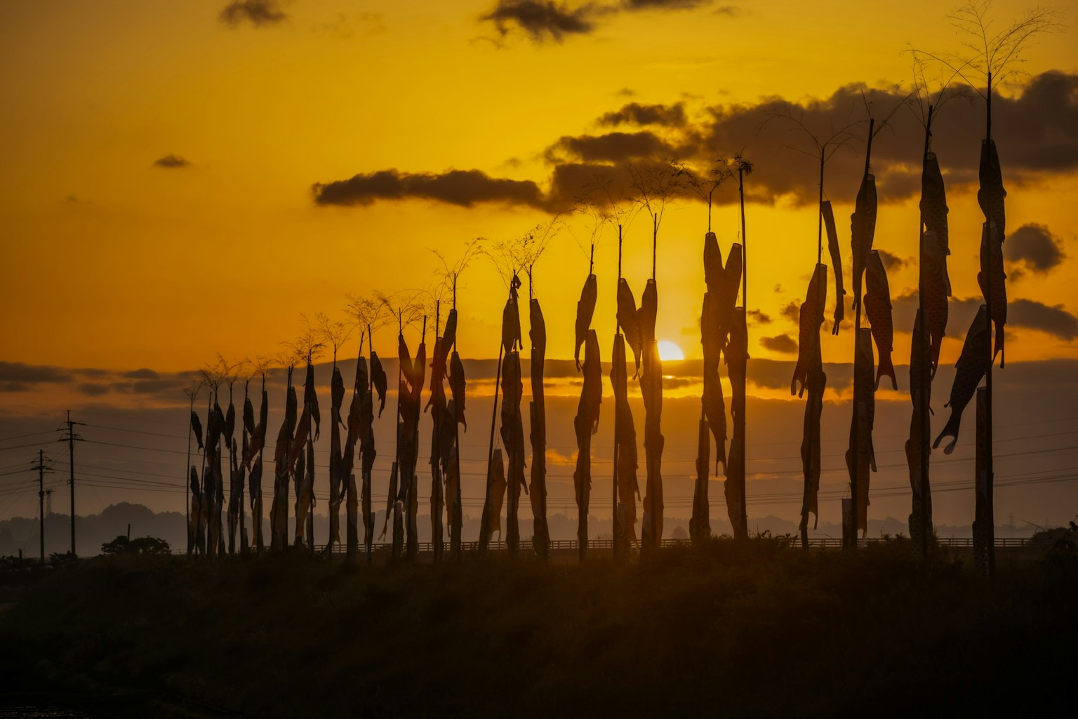 Piante alte in silhouette contro un cielo al tramonto