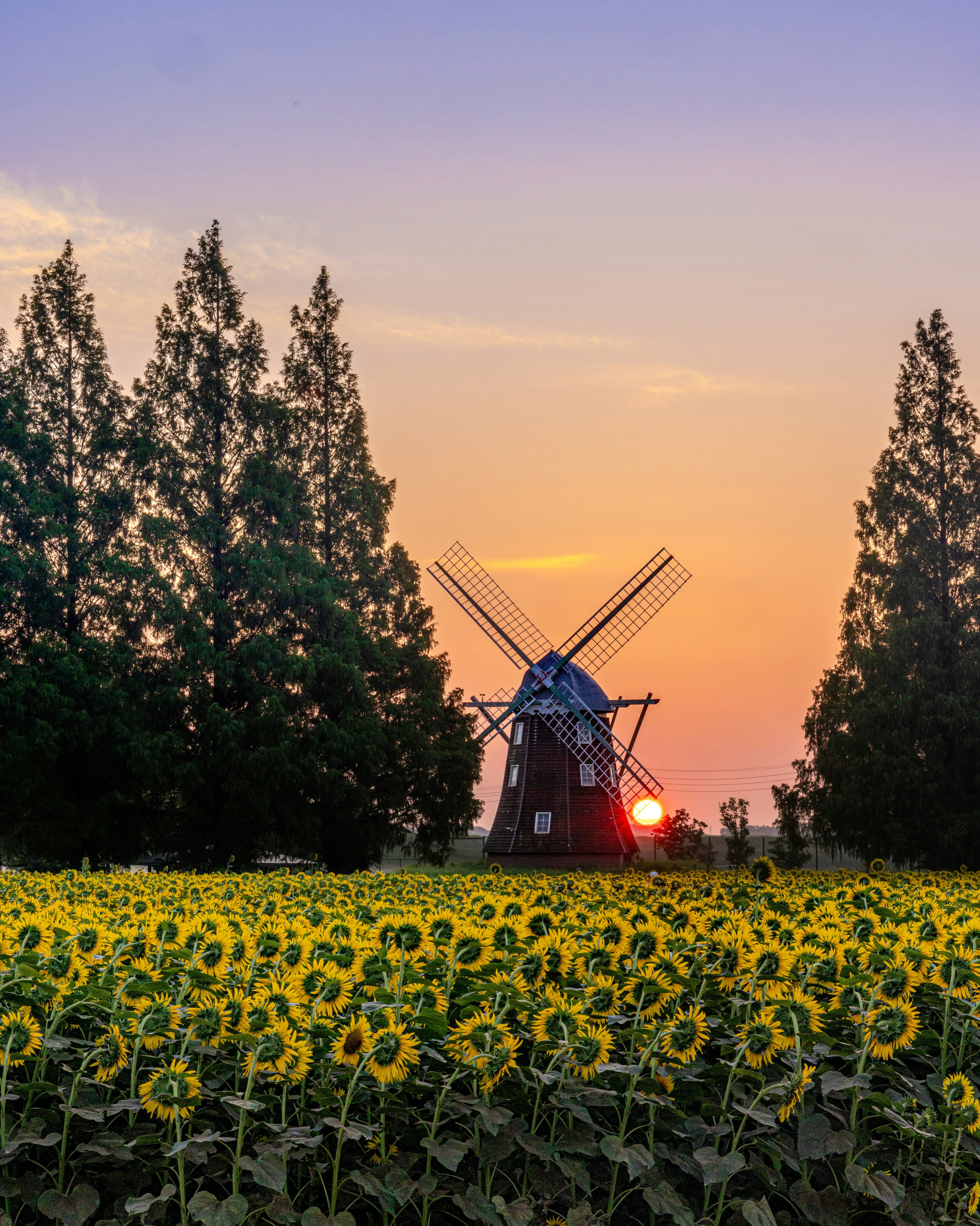 Windmühle und Sonnenblumenfeld bei Sonnenaufgang im Agrarpark Akebonoyama