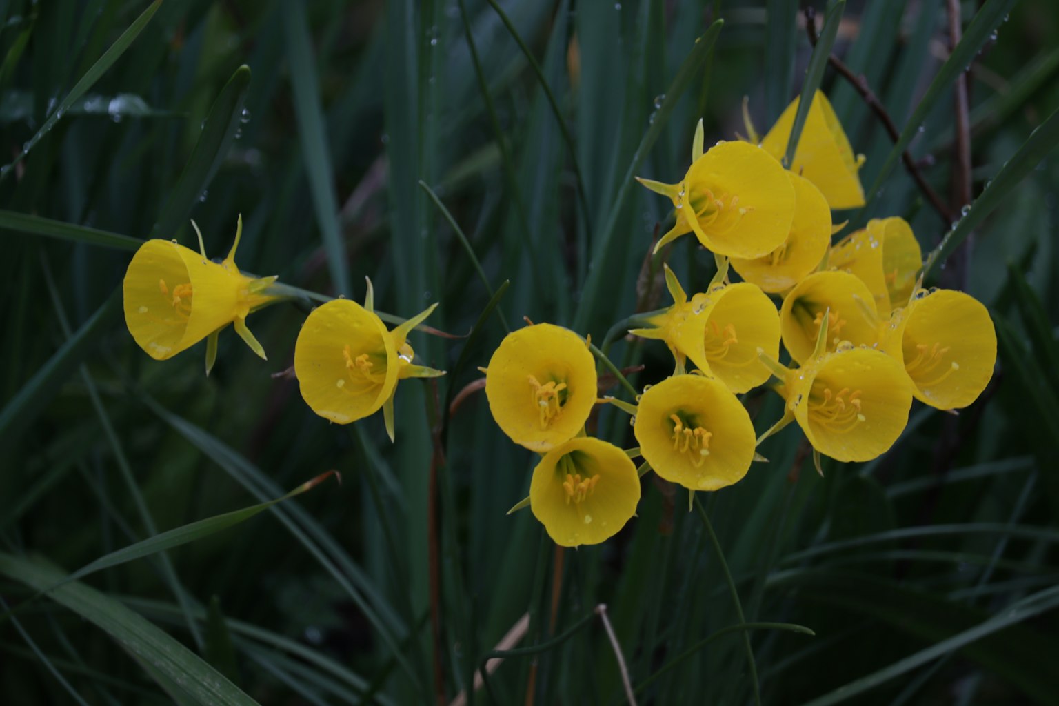 Groupe de fleurs jaunes vives entourées de feuillage vert