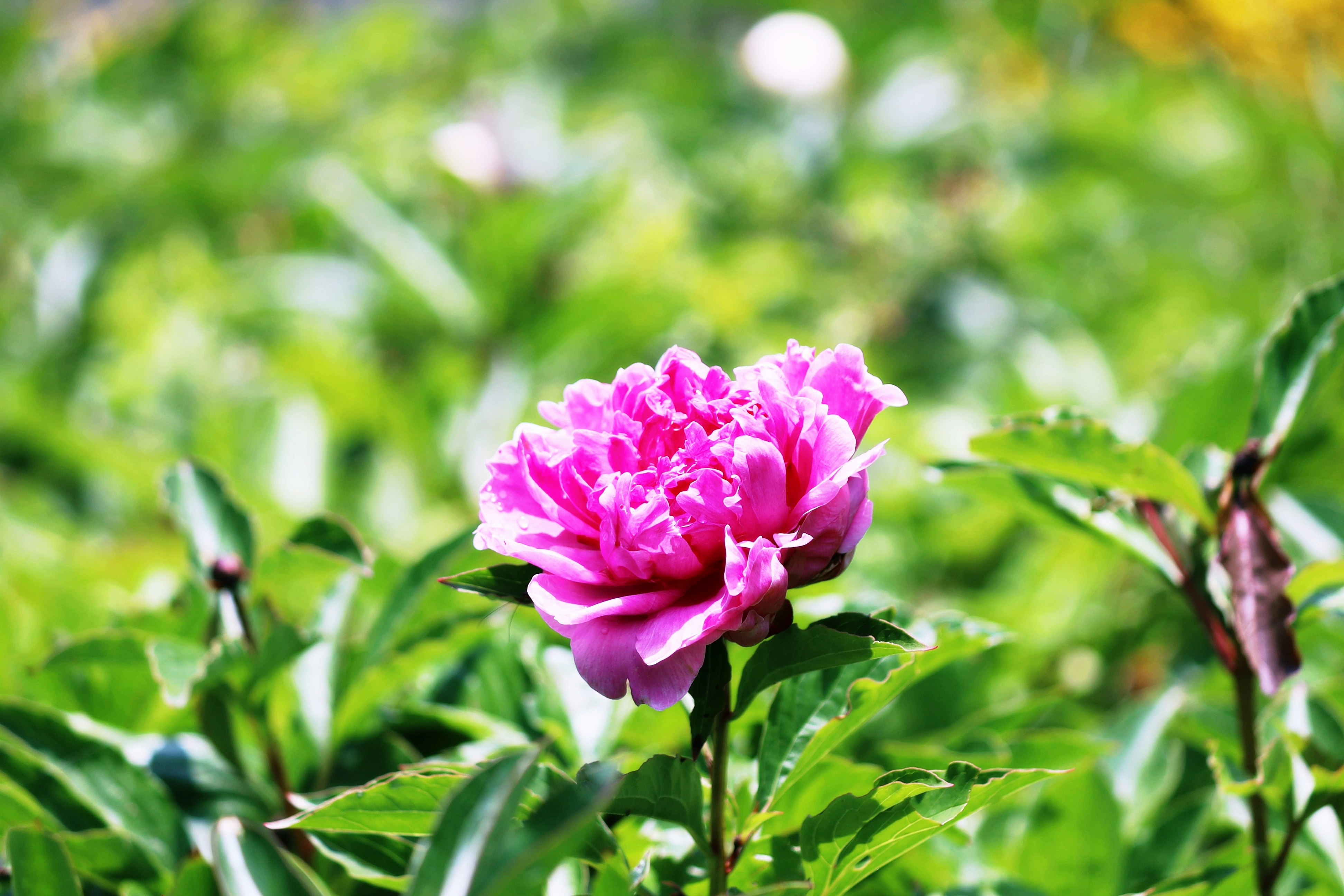 鮮やかなピンクの牡丹が咲く庭の花