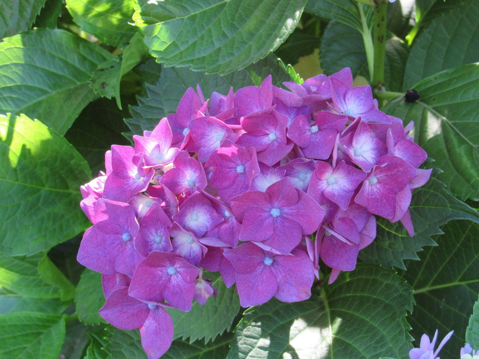 Fiori di ortensia rosa circondati da foglie verdi