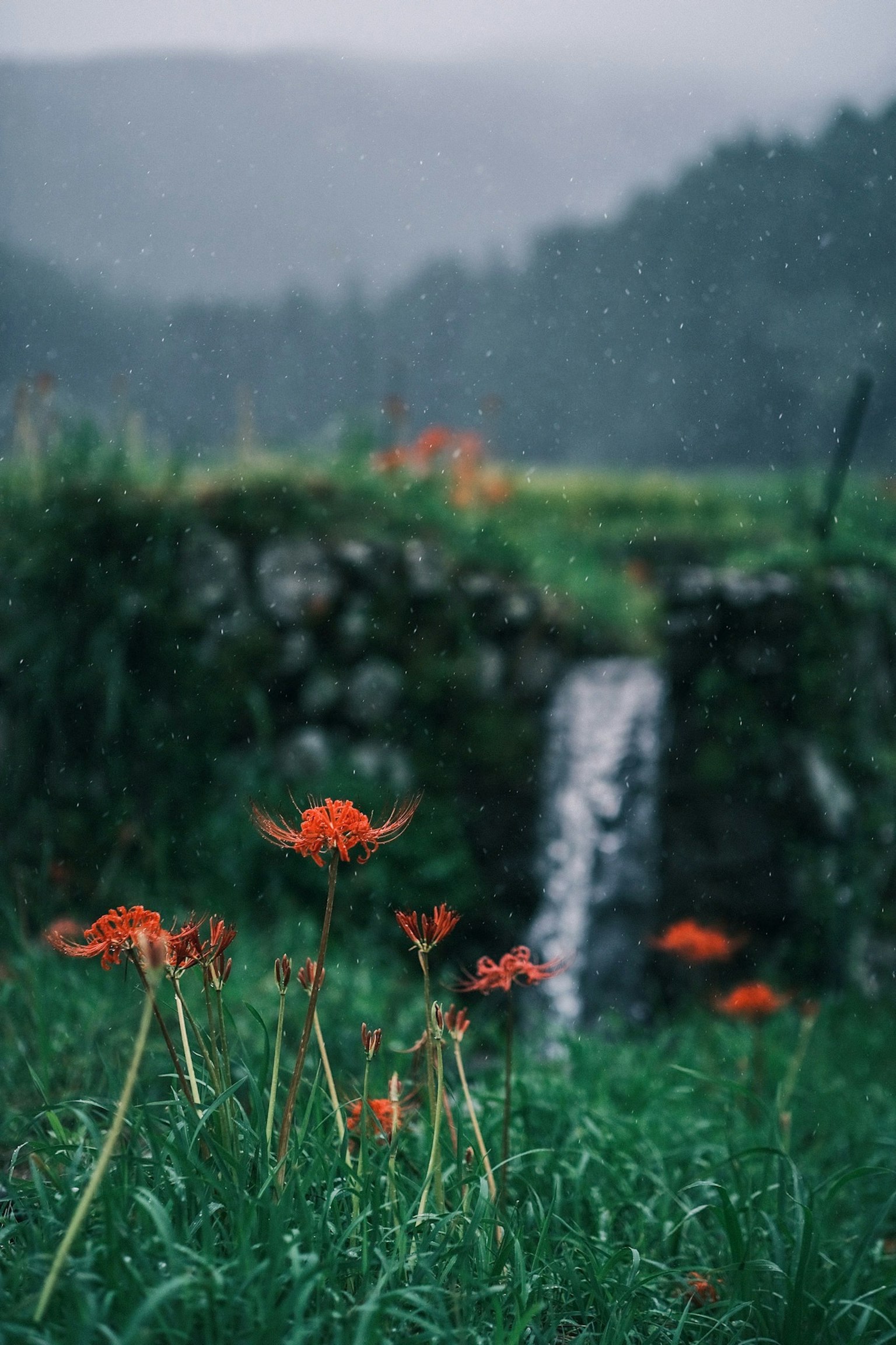 Una vista panoramica di fiori rossi vicino a un ruscello con uno sfondo verdeggiante