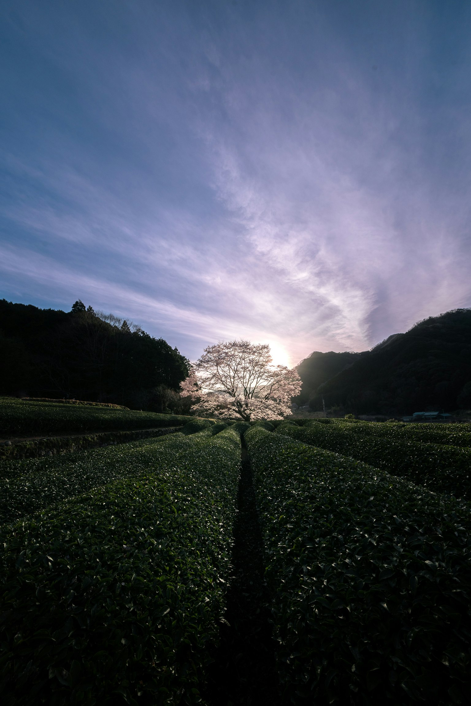 一棵大樹在日落背景下的剪影，前景是茶田和藍天