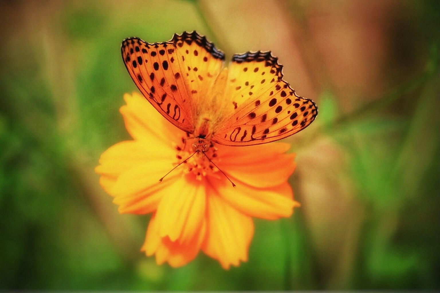 Farfalla arancione con macchie nere su un fiore arancione
