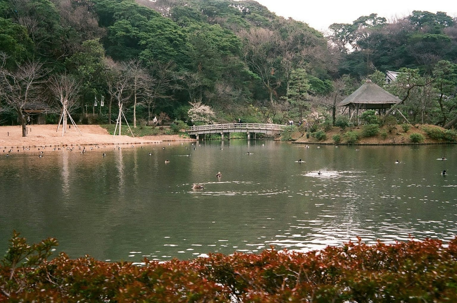 寧靜池塘的風景，帶有涼亭和周圍的綠樹