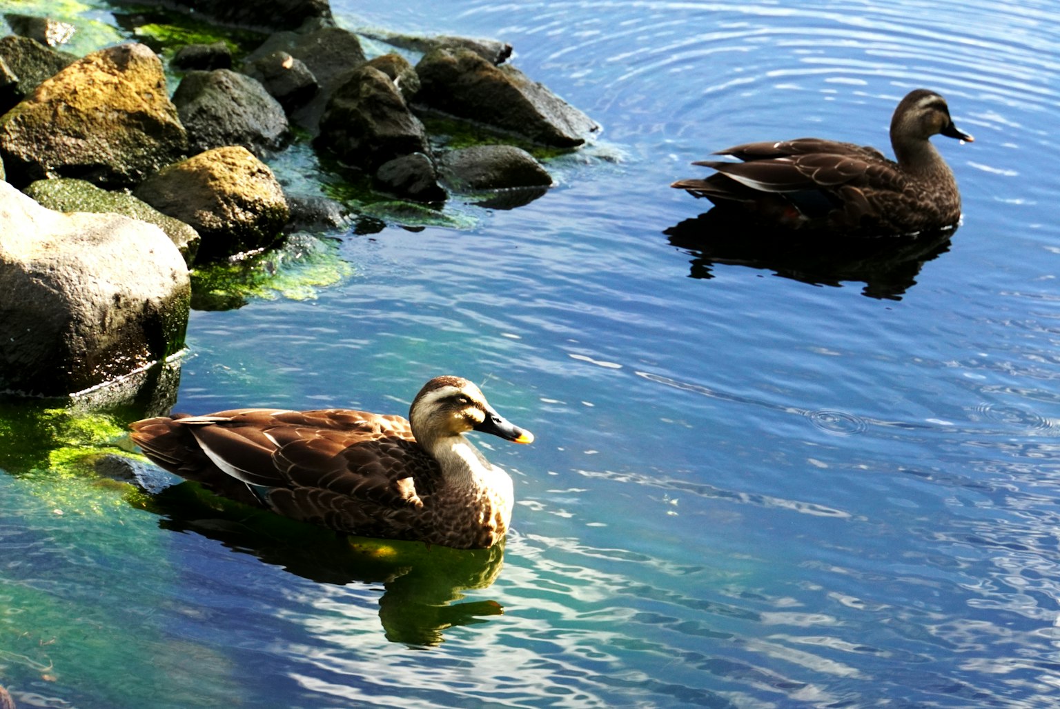 Due anatre che galleggiano in acqua calma con rocce vicine
