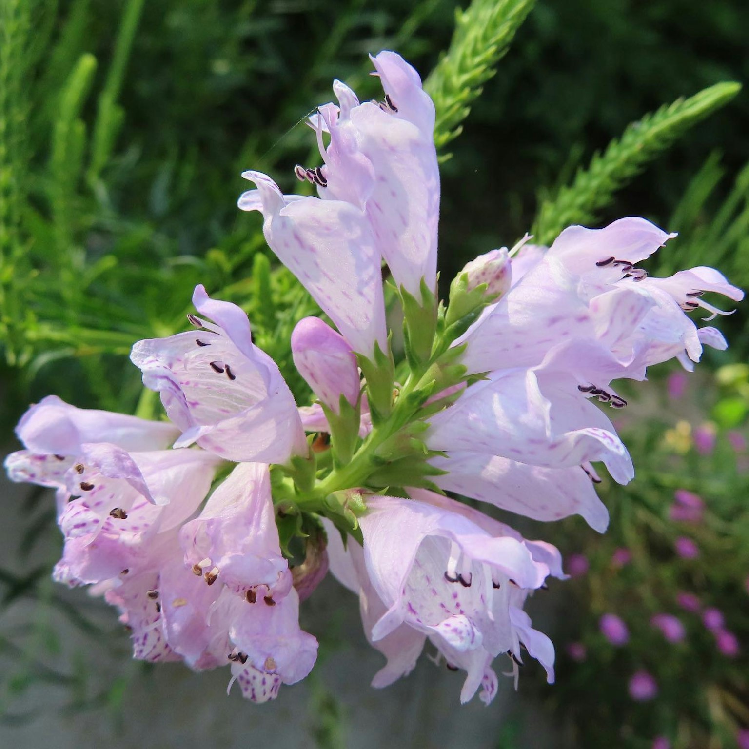 Nahaufnahme einer Pflanze mit blasslila blühenden Blumen