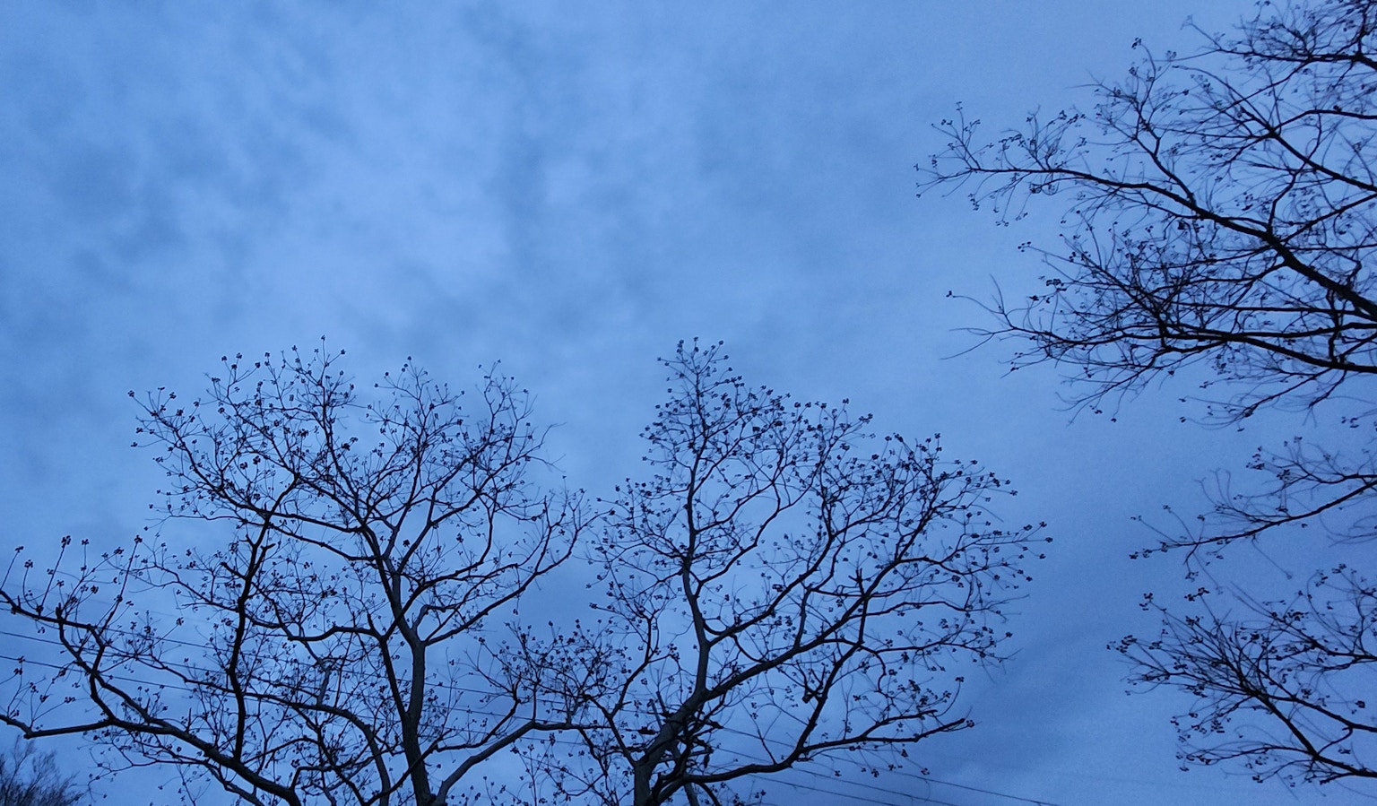 Silueta de árboles desnudos contra un cielo azul