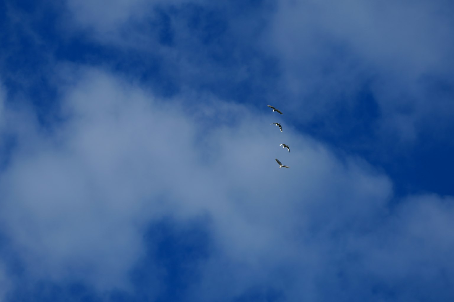 Eine Gruppe von Vögeln, die durch weiße Wolken in einem blauen Himmel fliegen