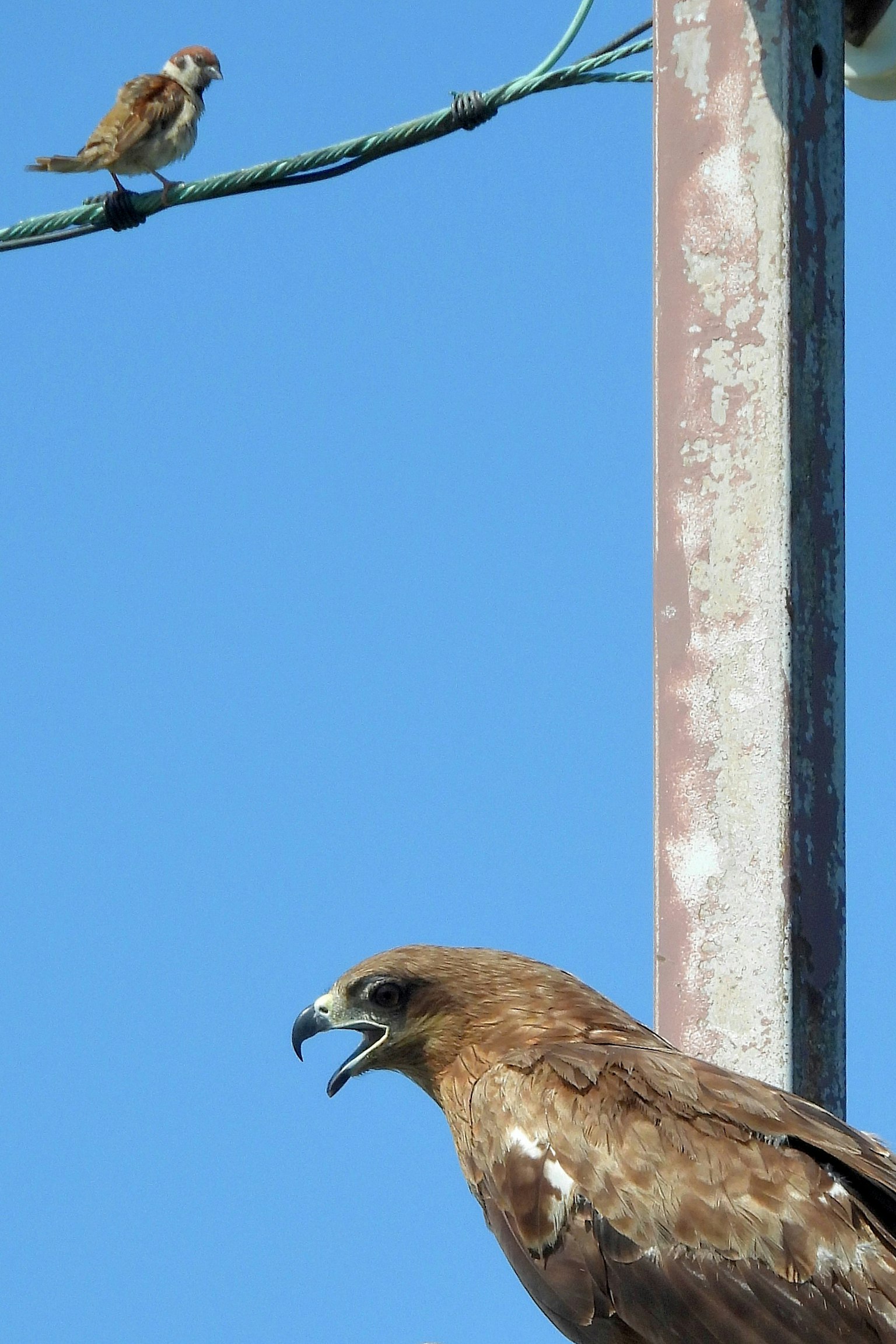Un petit oiseau chantant sur un fil à côté d'un grand faucon avec le bec ouvert