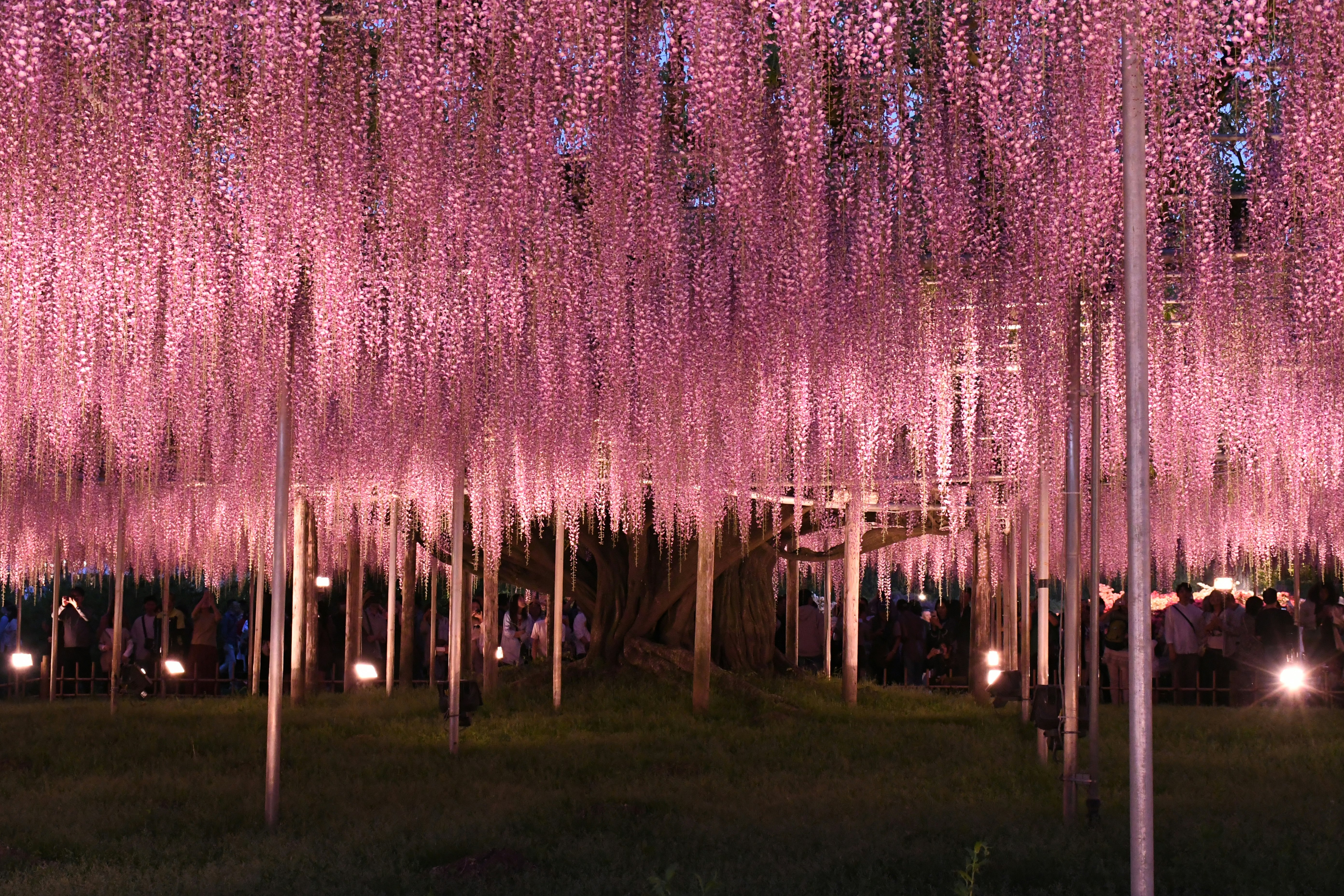 allée de cerisiers en fleurs illuminée la nuit
