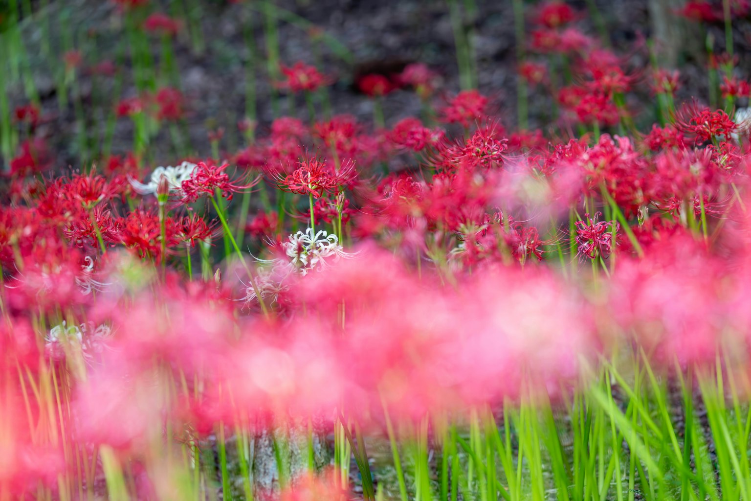 Champs de fleurs rouges vibrantes avec des touches de fleurs blanches