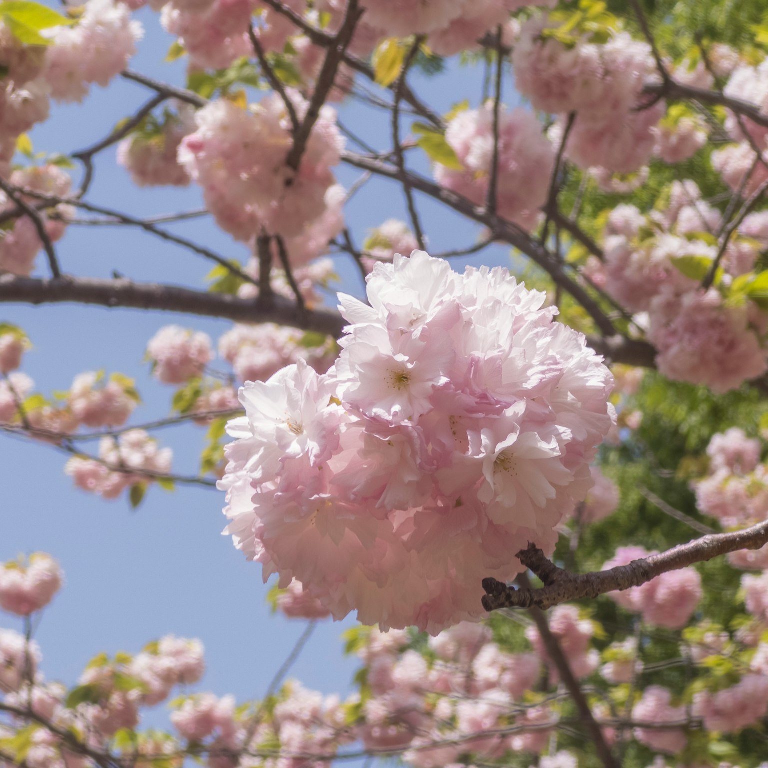 Fiori di ciliegio rosa in piena fioritura su un albero