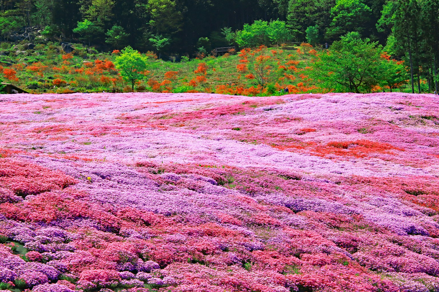 광활한 꽃밭과 생생한 분홍색과 보라색 꽃