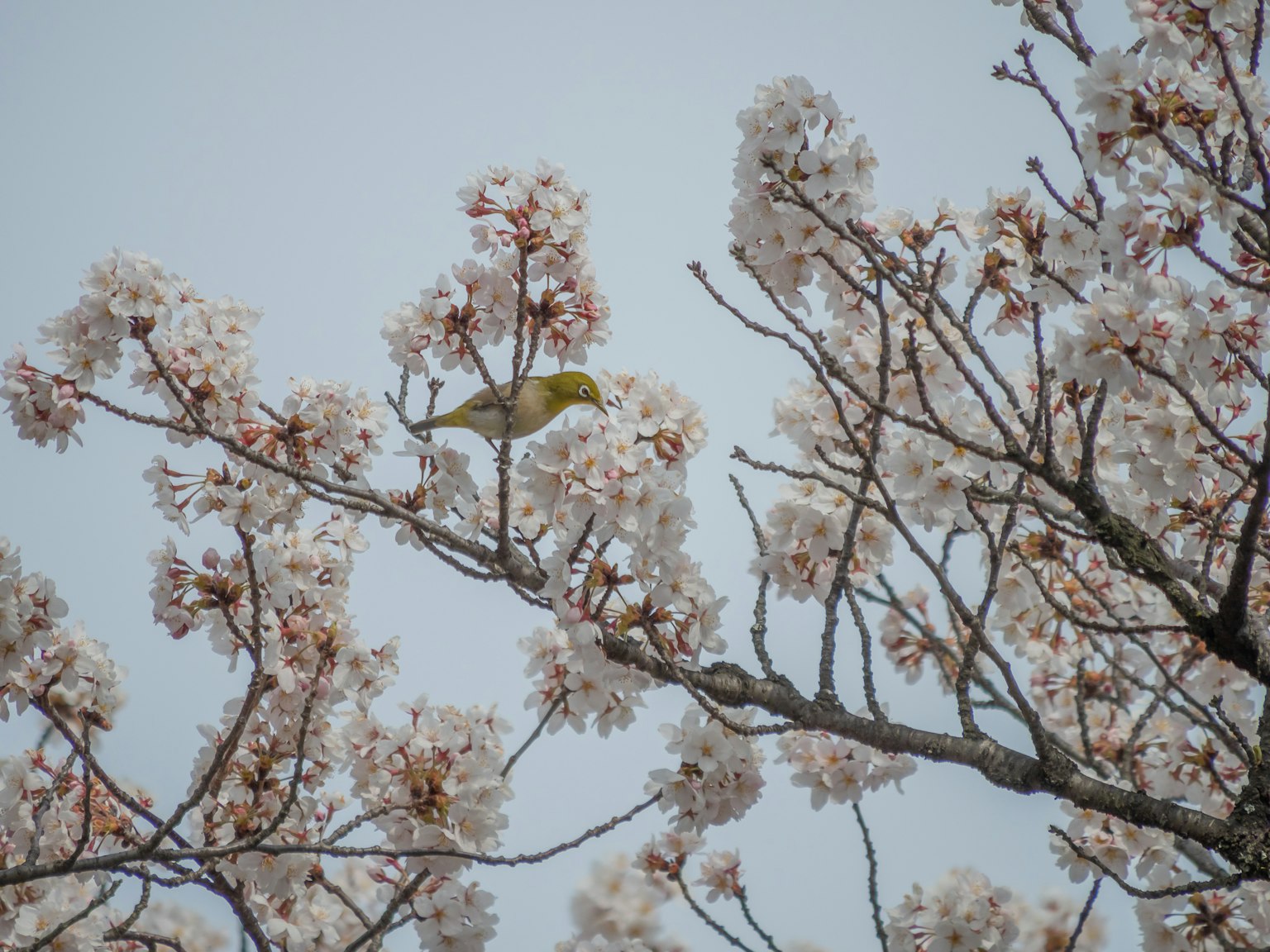 Burung bertengger di cabang pohon sakura