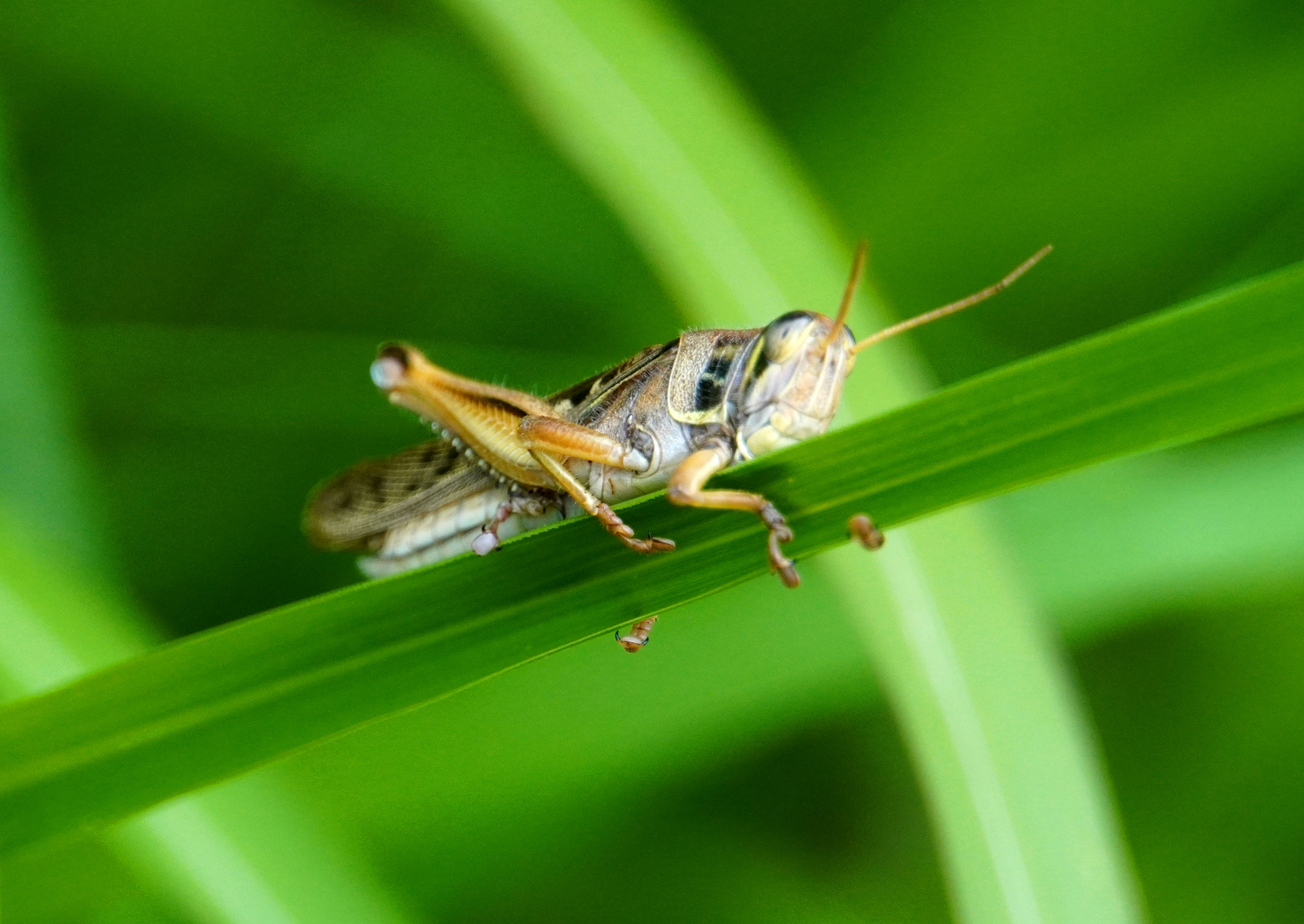 macro image of a grasshopper perched on green leaves