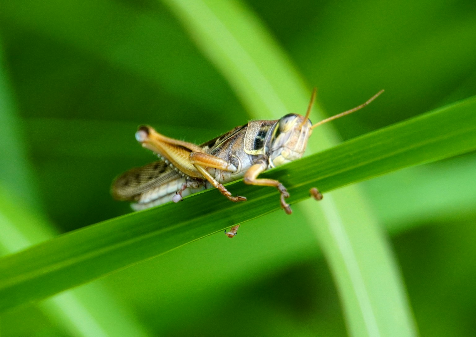 Close-up of a grasshopper on a green leaf