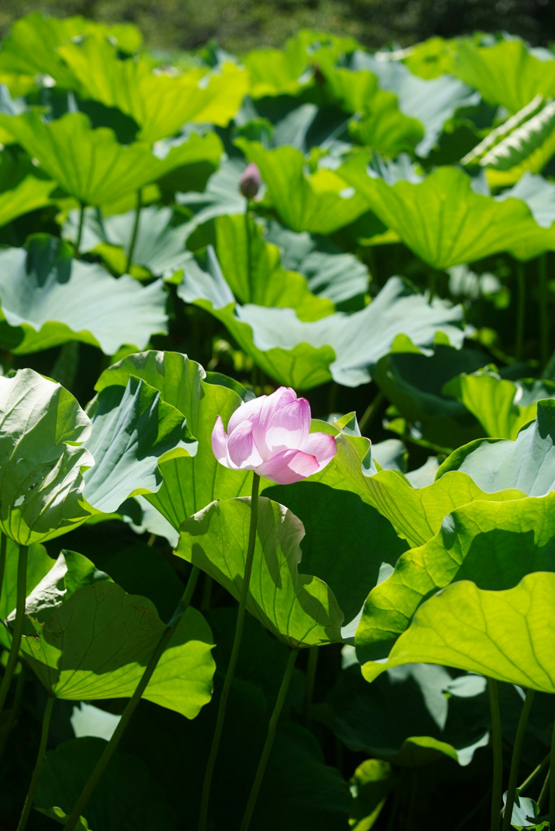 蓮の花が咲く緑の葉の群生