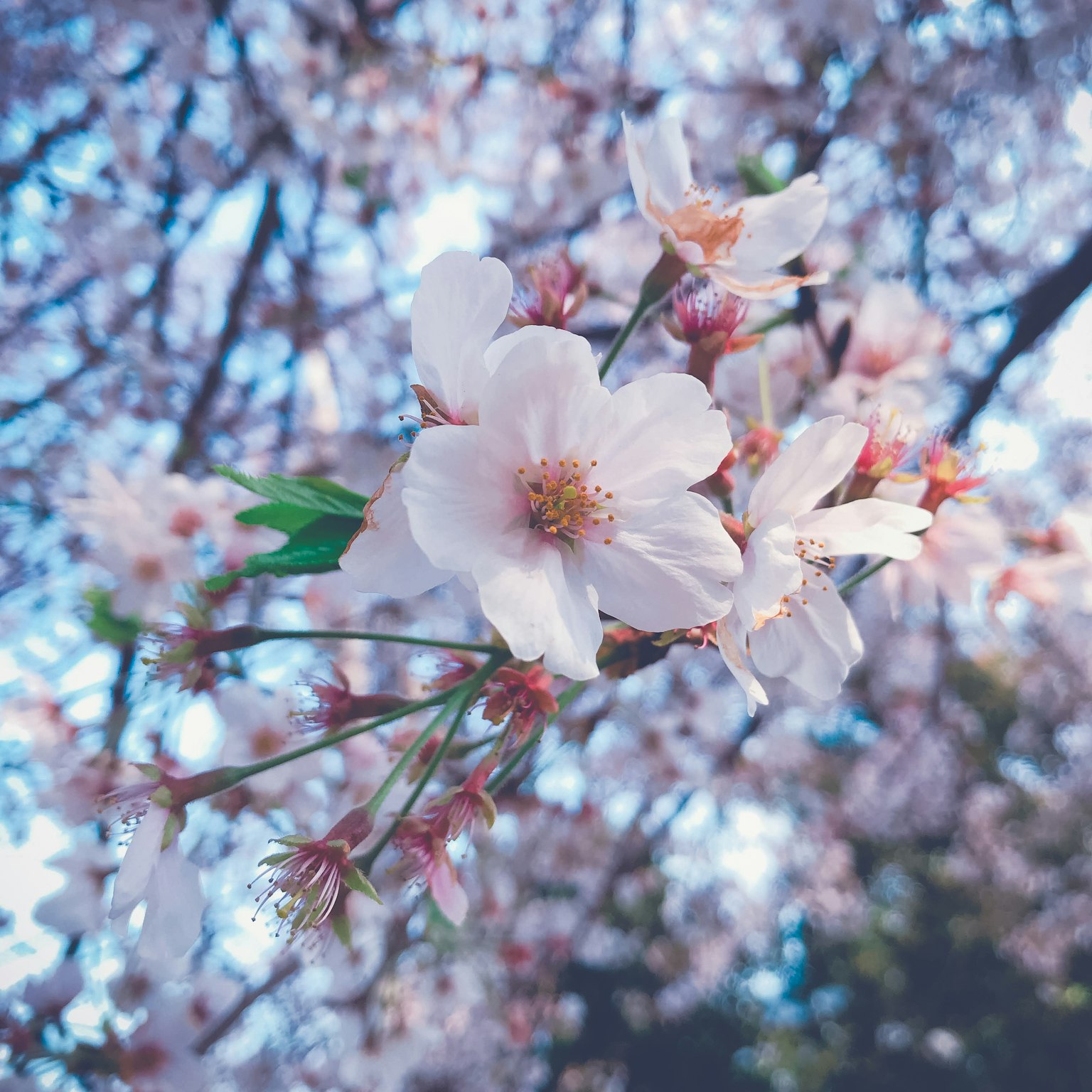 Ramo di ciliegio con fiori bianchi delicati contro un cielo blu
