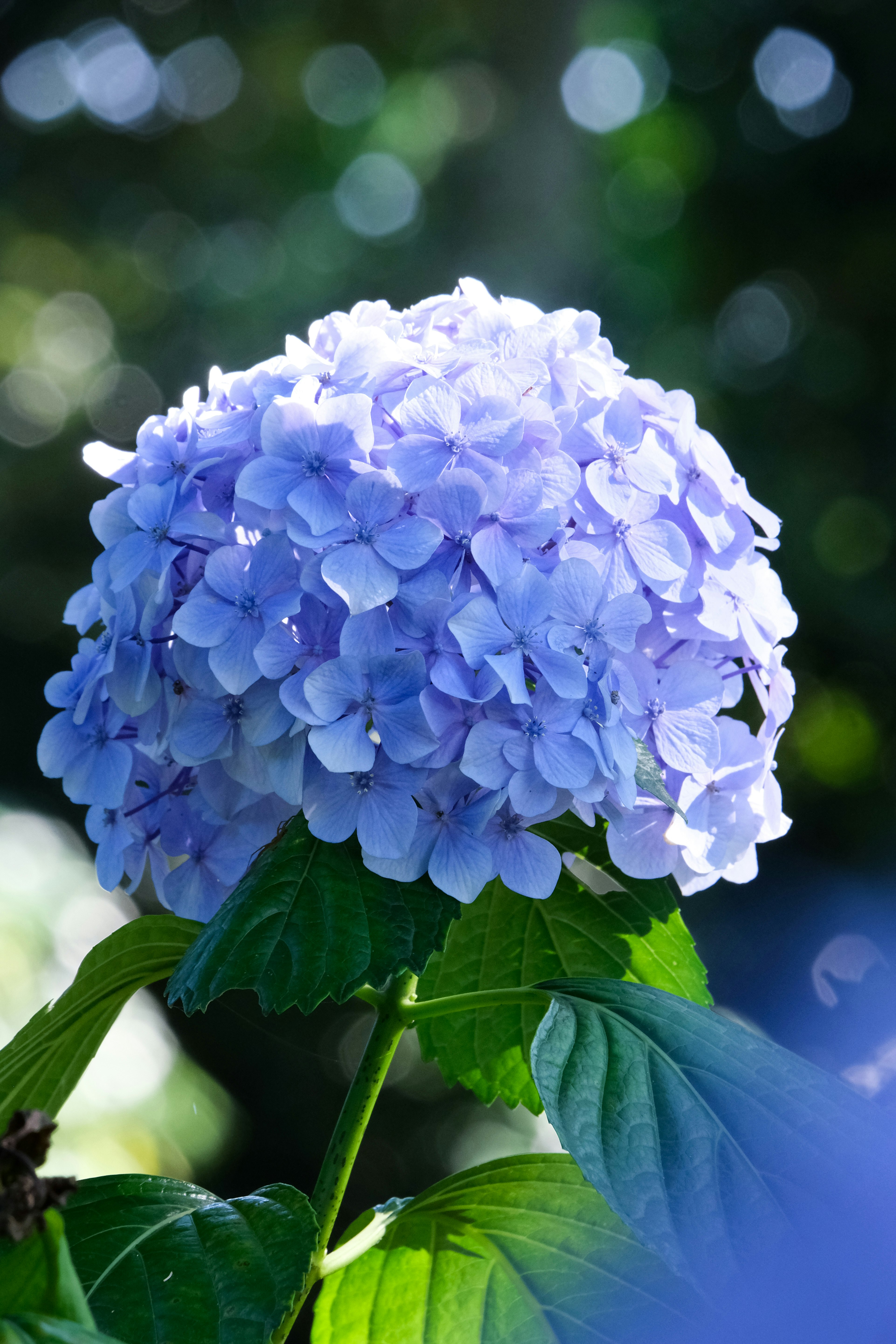 青いアジサイの花と葉のクローズアップ