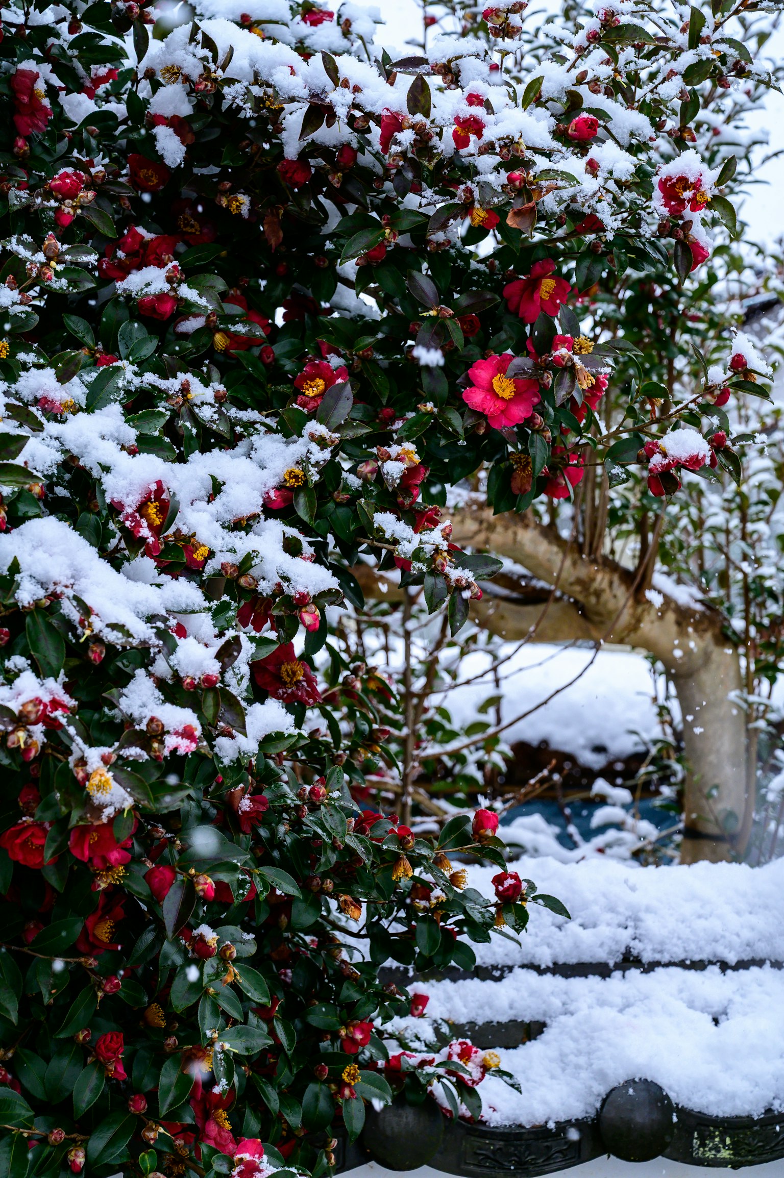 Buisson de camélia couvert de neige avec des fleurs colorées