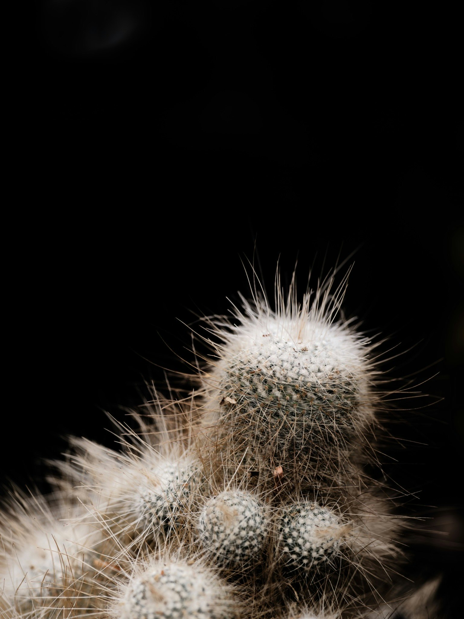 Close-up of a spiky white cactus against a black background