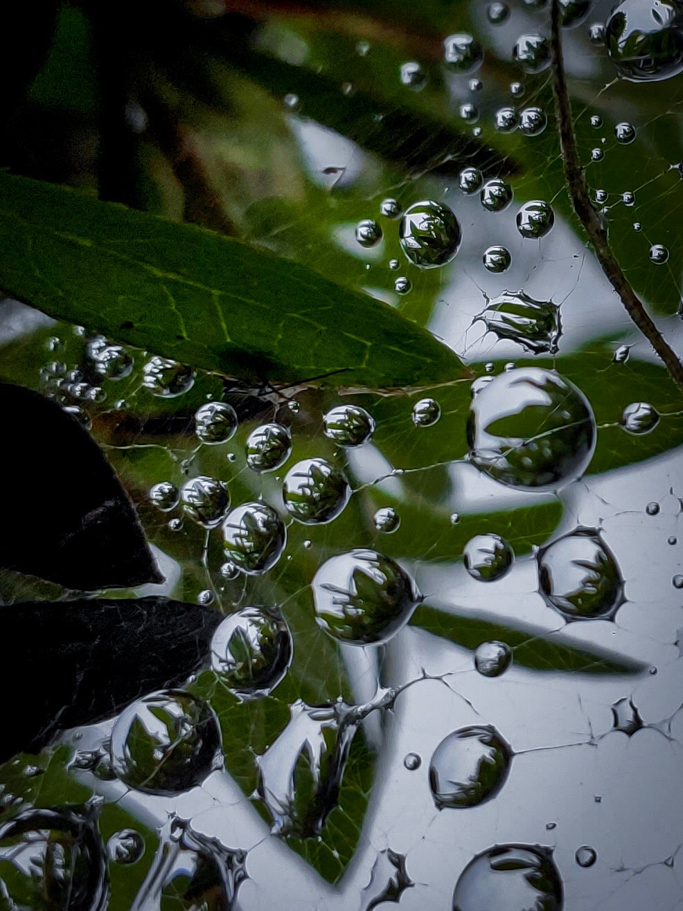 雨滴附著在葉片上的微距