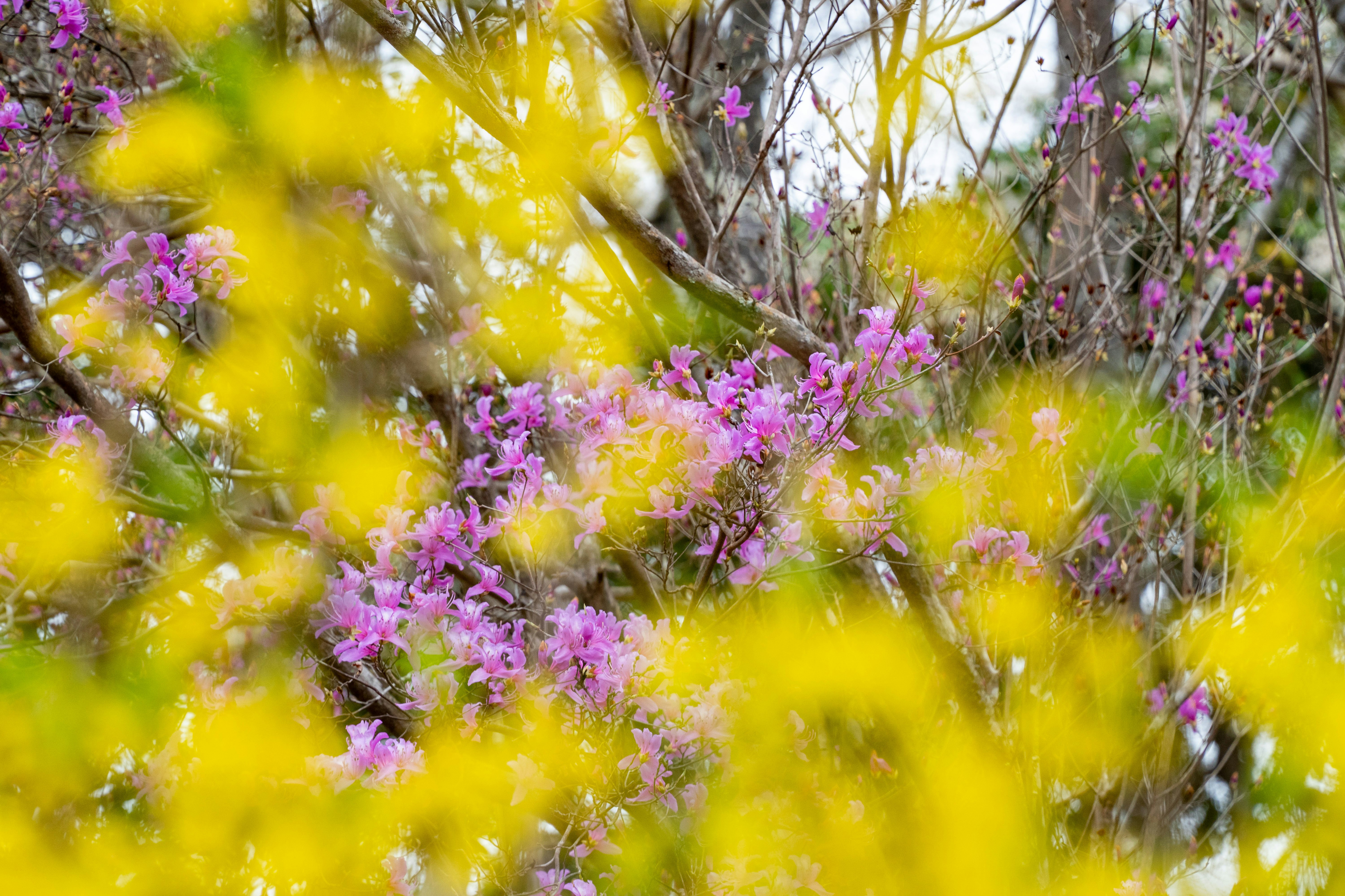 ぼやけた背景に黄色い花と紫色の花が見える春の風景