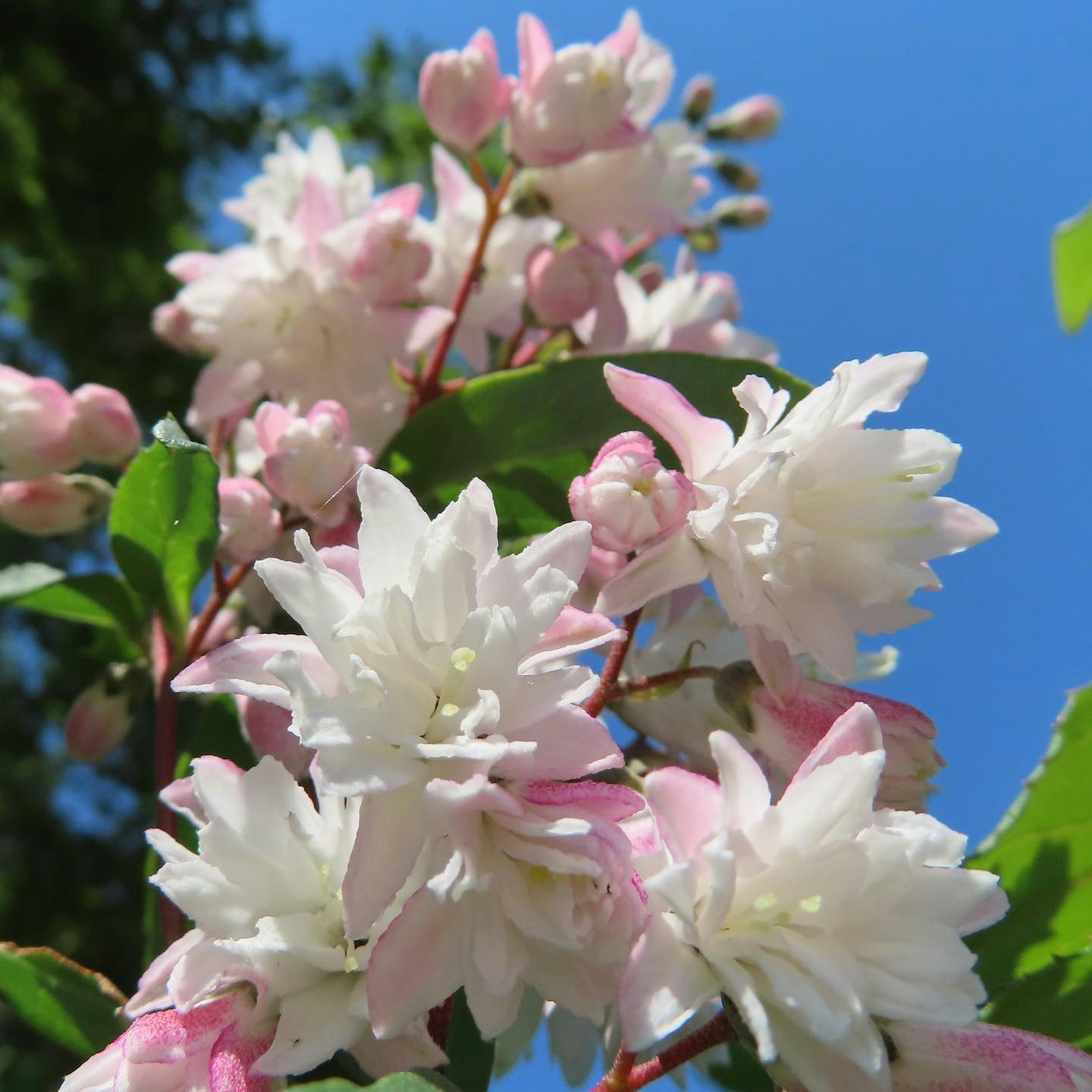 青空の下で咲く白とピンクの花のクローズアップ