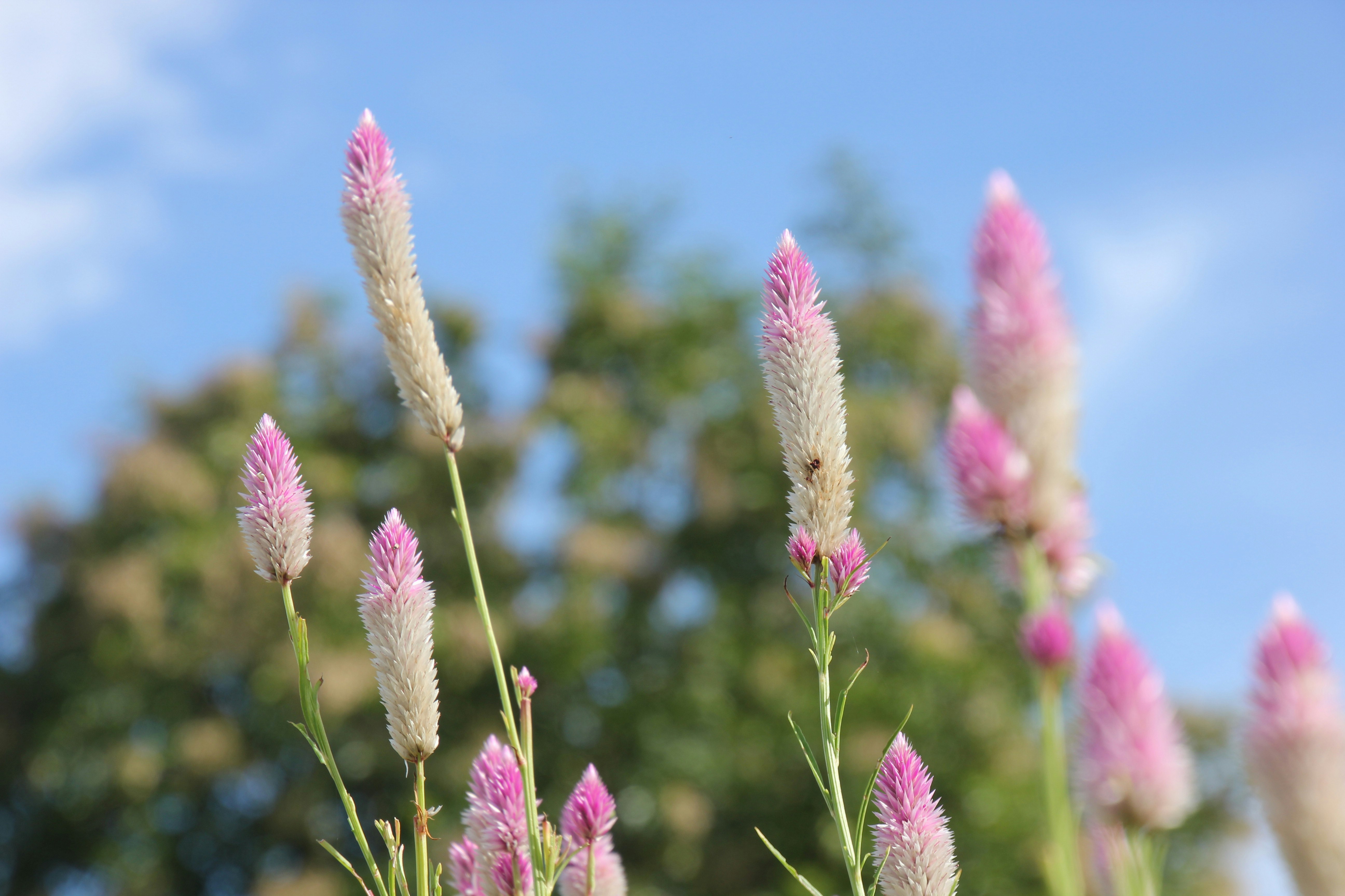 秋のノゲイトウの穂が風に揺れる花畑の一部