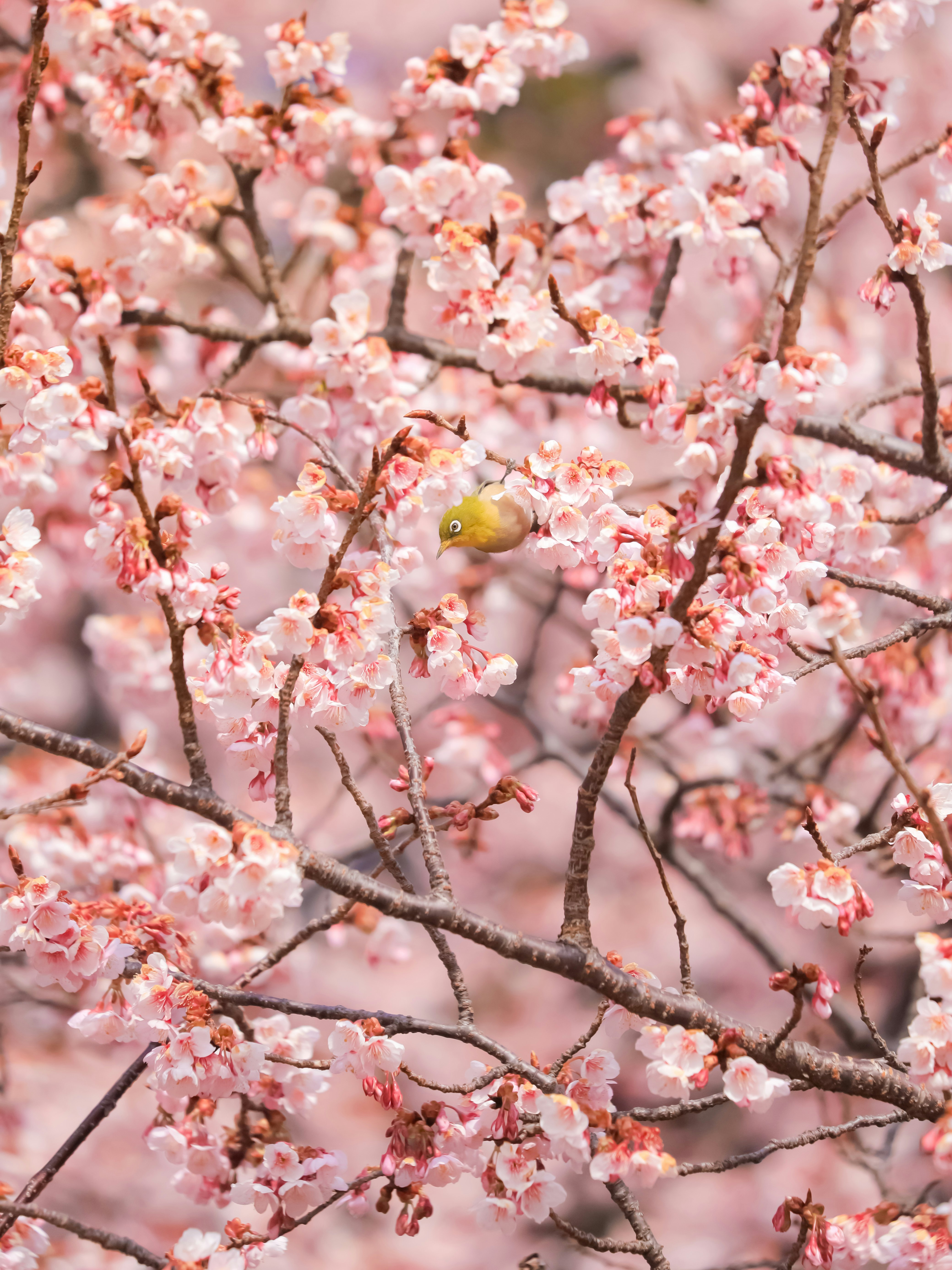 桜の花の枝にとまるメジロのある薩摩寒桜の風景