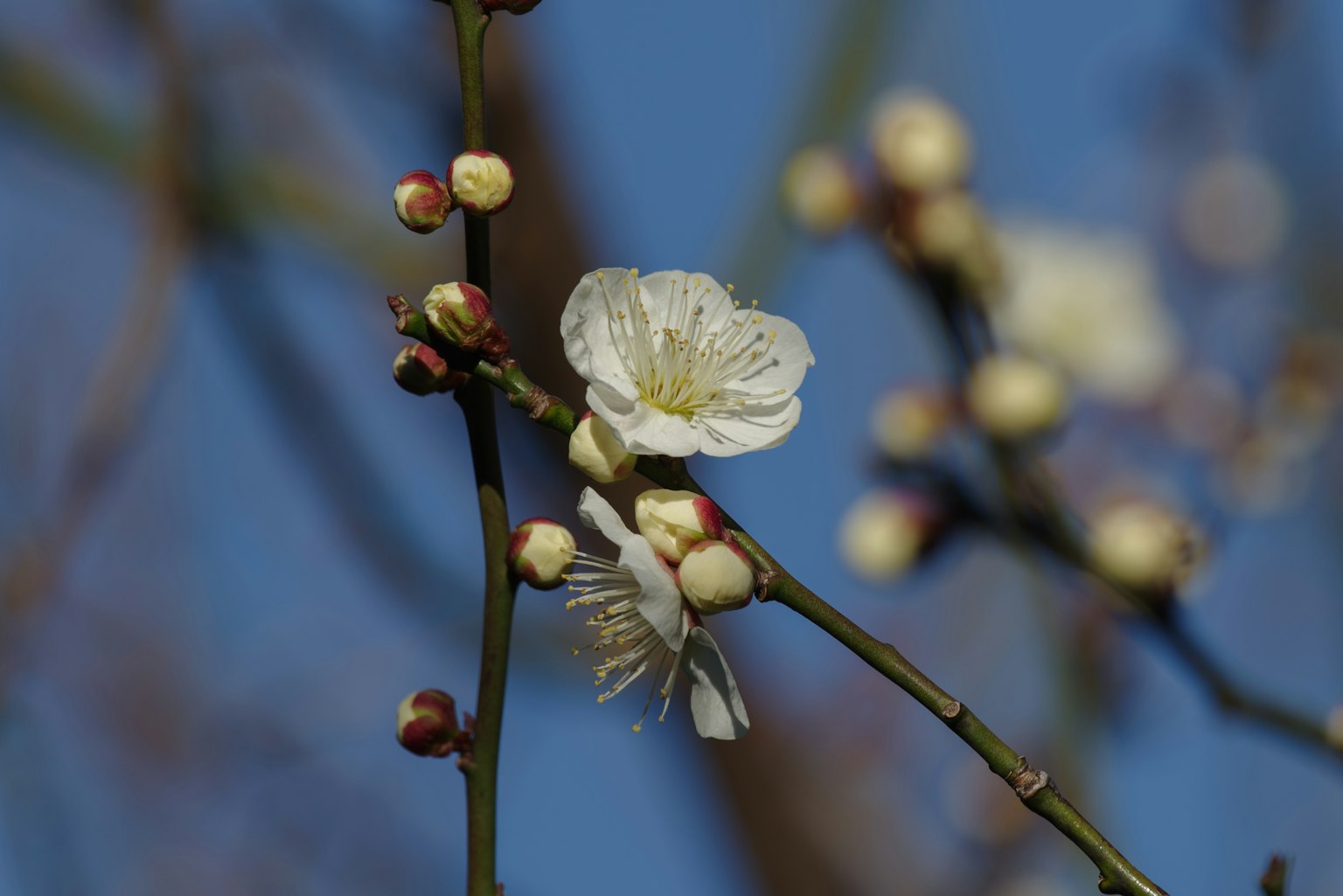 藍天背景下的白色花朵和花苞的樹枝