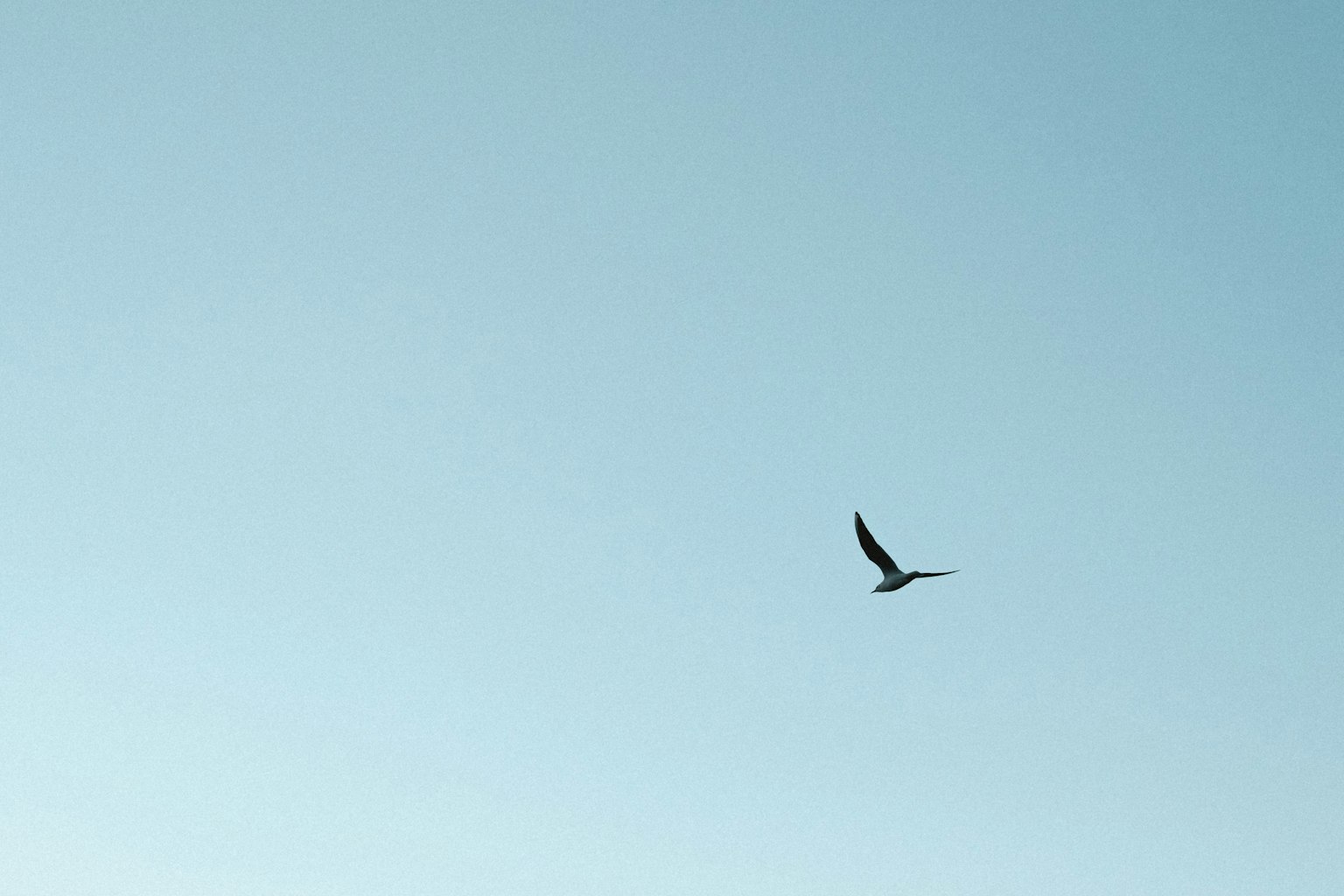 A bird flying against a blue sky