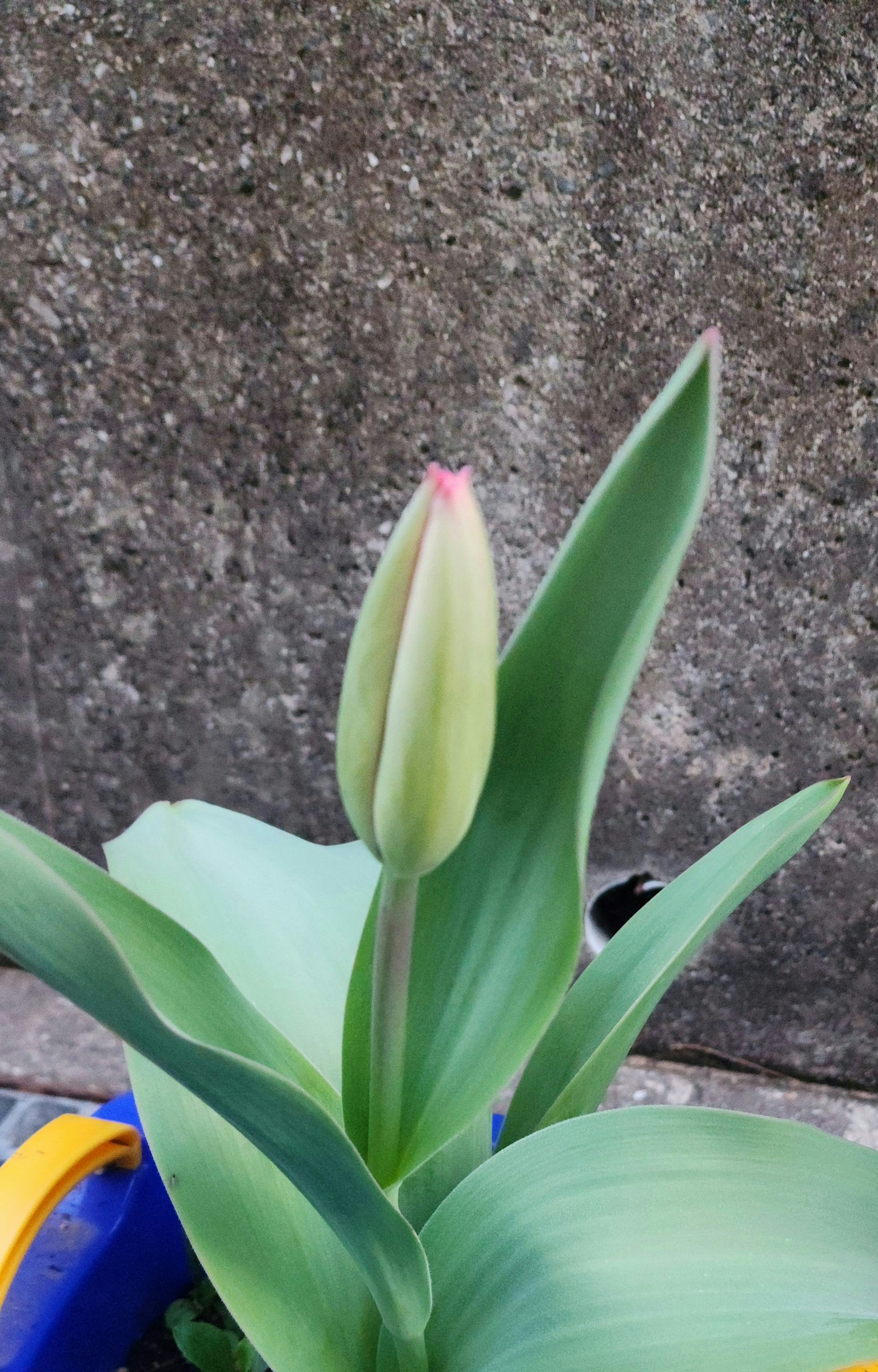 帶花苞的鬱金香植物和綠色葉子