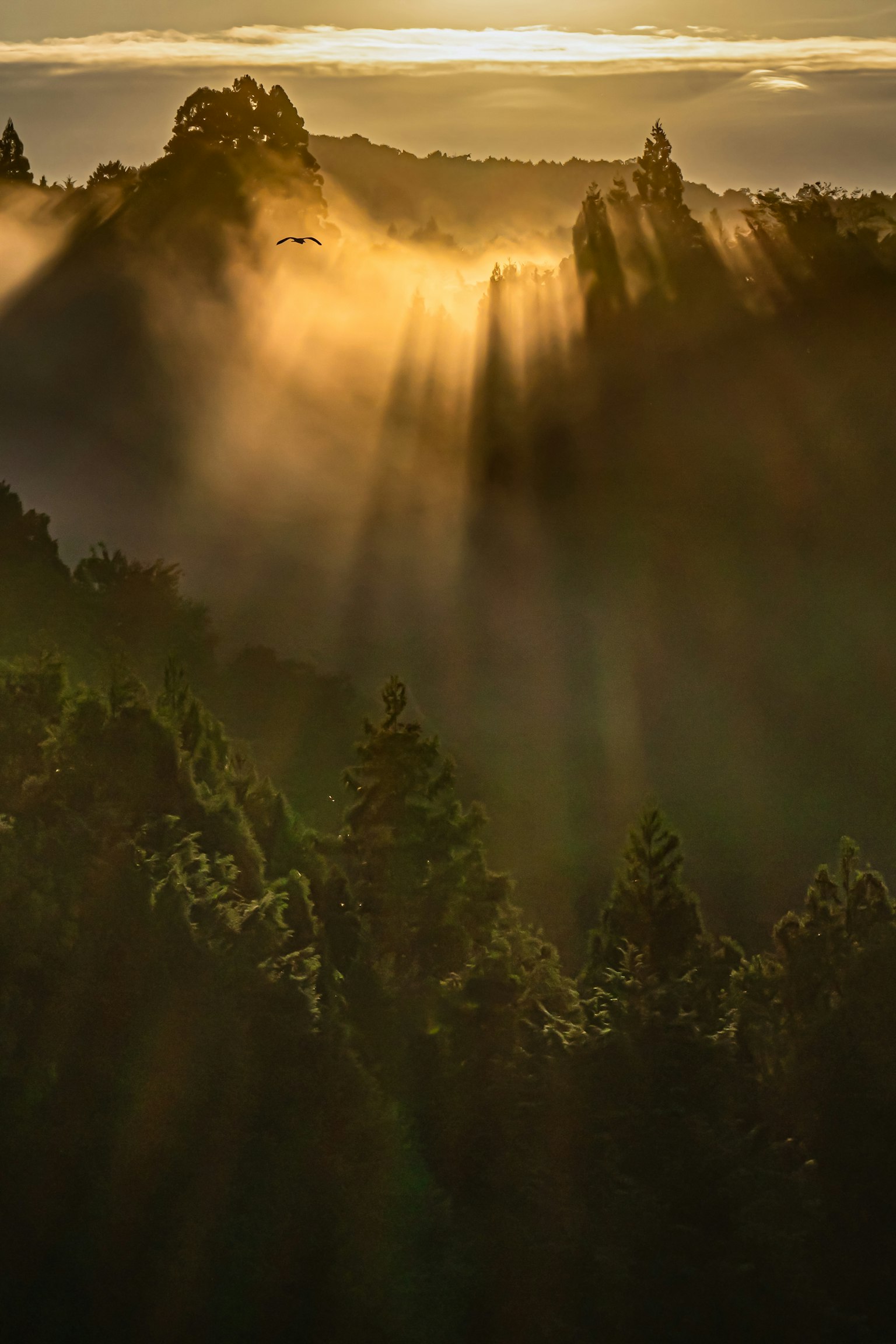 Paesaggio bellissimo con la luce del sole che filtra attraverso la nebbia e le silhouette degli alberi