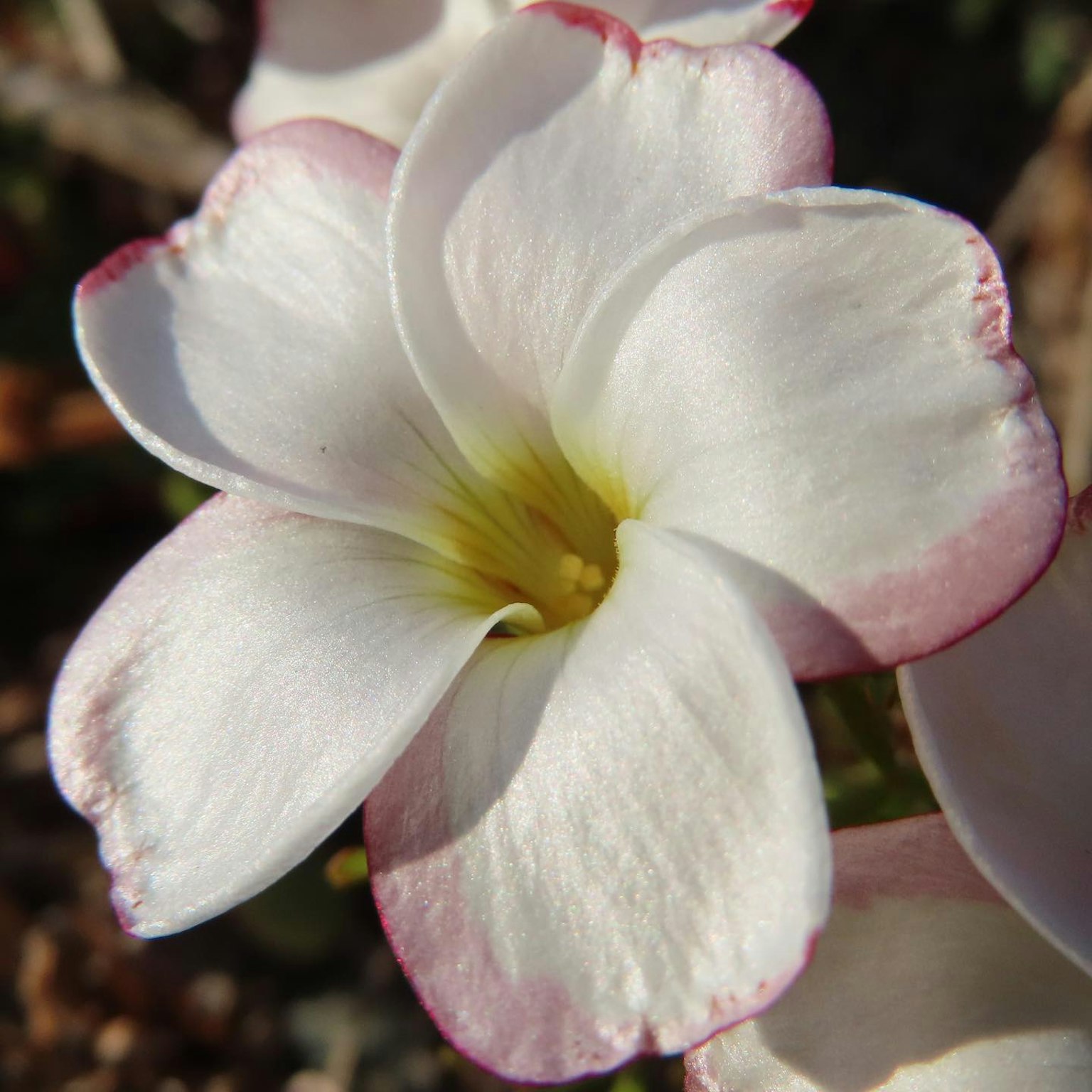 Nahaufnahme einer weißen und rosa Blume mit einem markanten gelben Zentrum