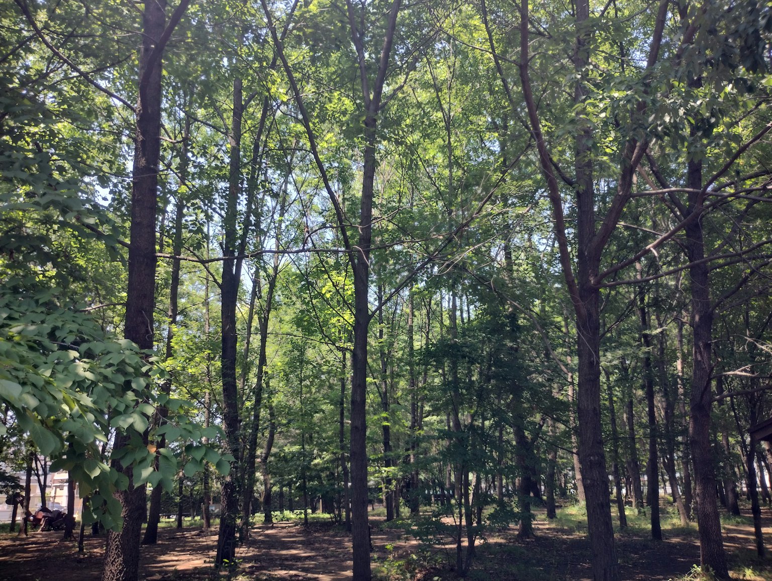 Hohe Bäume in einem üppigen grünen Wald unter einem klaren blauen Himmel
