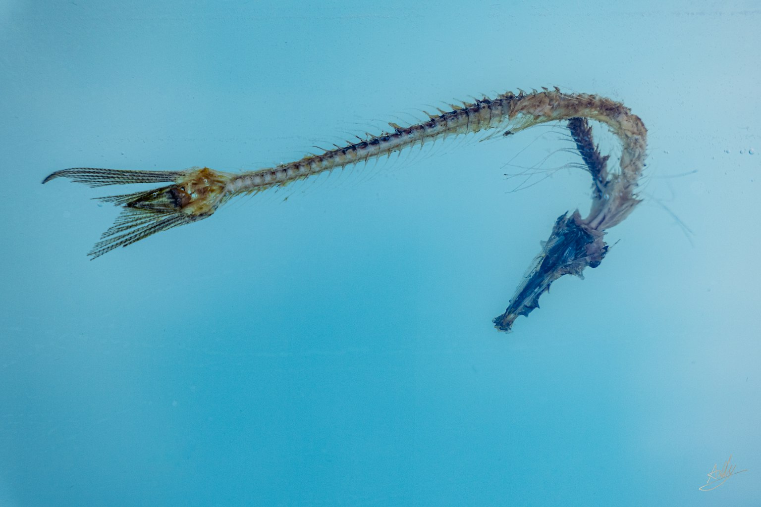 Imagen de una criatura marina única sobre un fondo azul