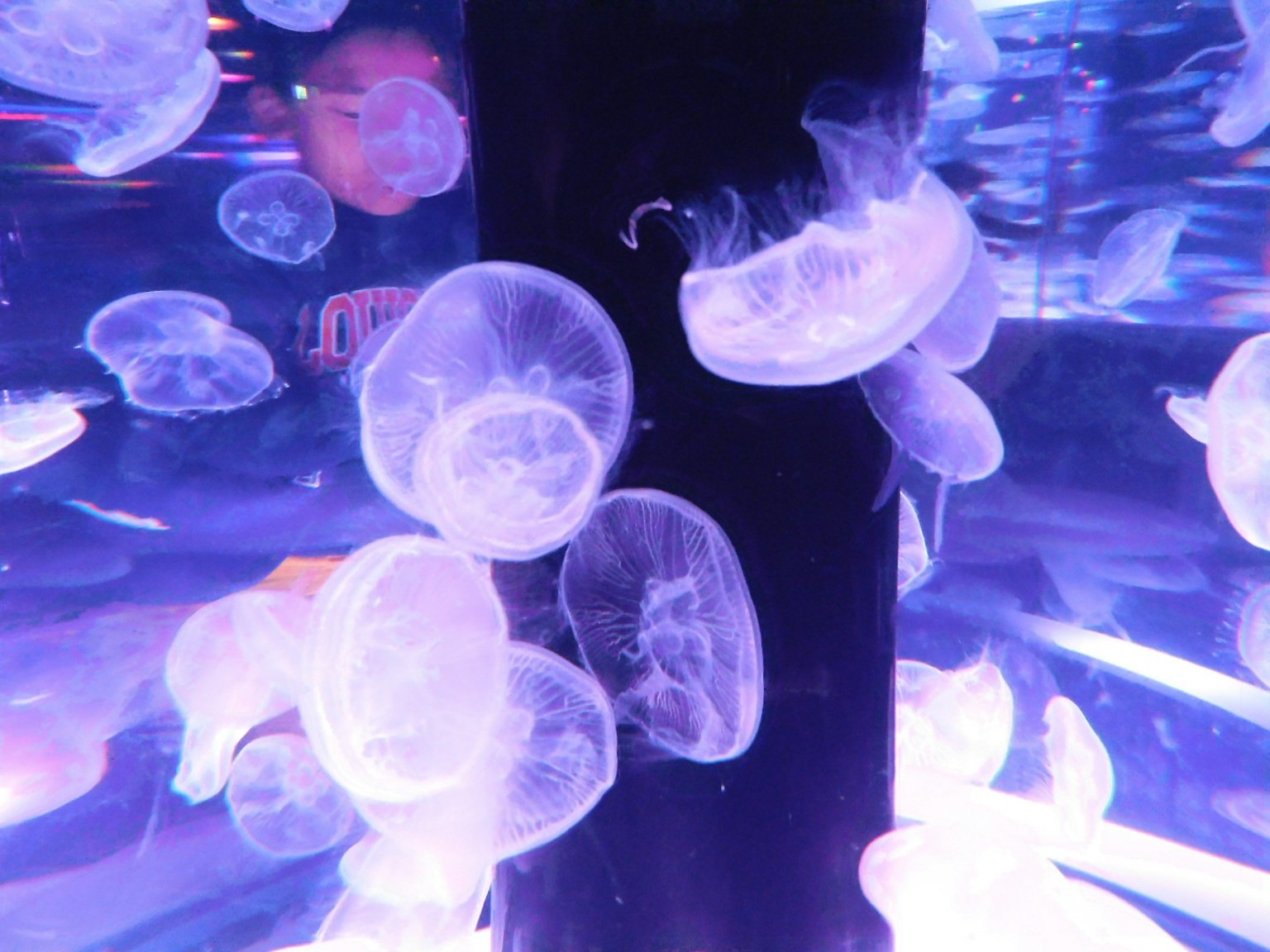 Méduses translucides flottant dans l'eau avec des reflets de lumière