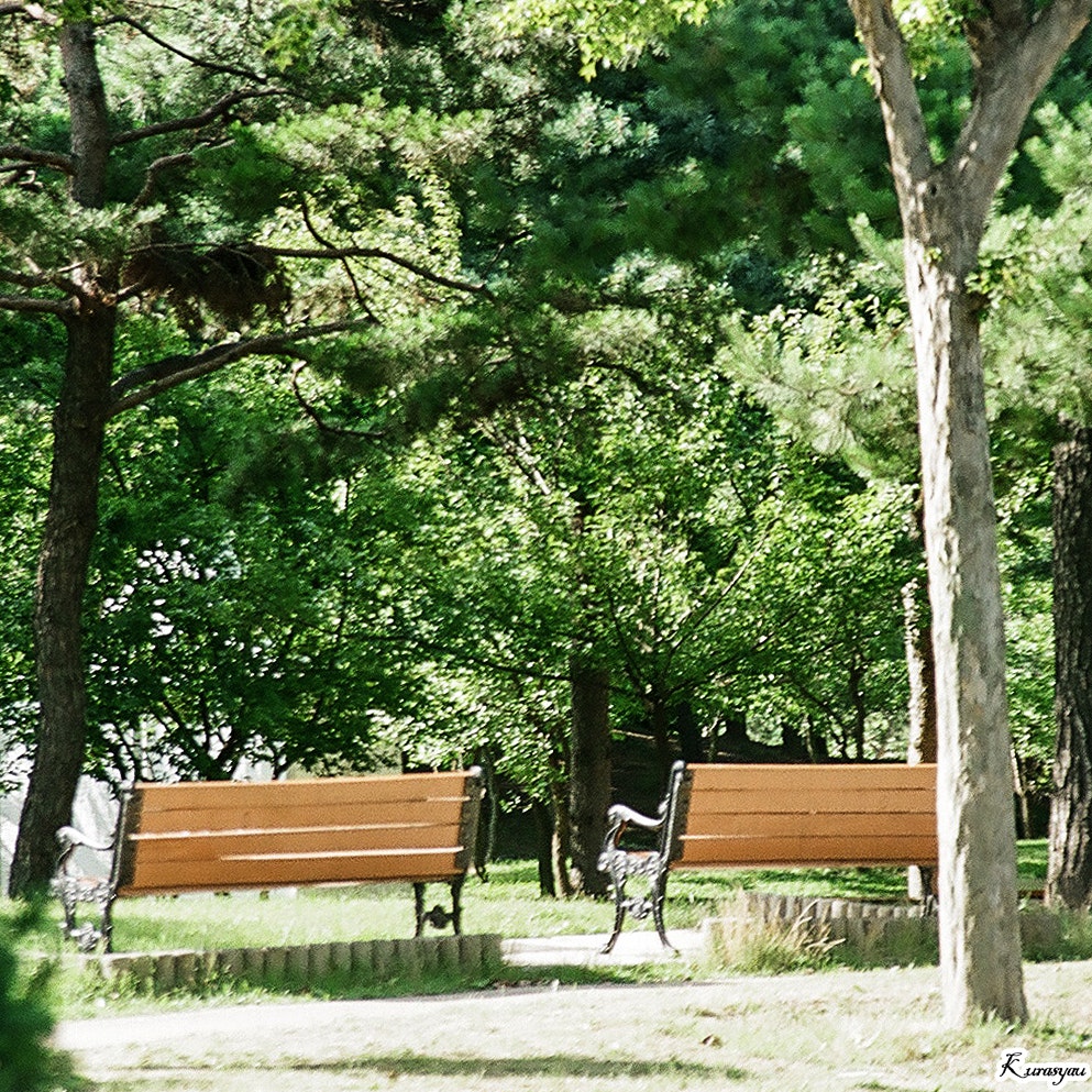 木々に囲まれた公園のベンチ