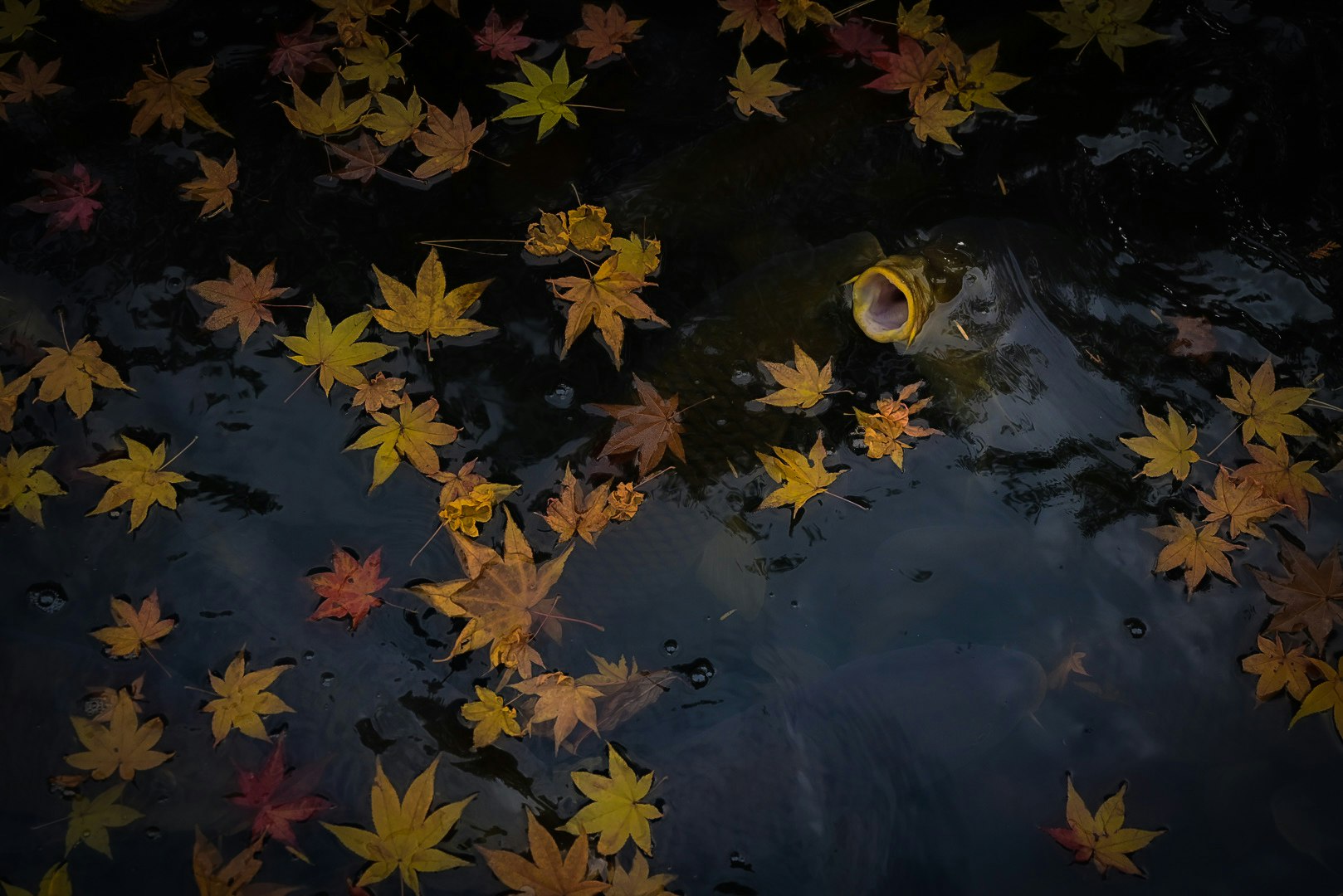 水面に浮かぶ秋の落ち葉と紅葉