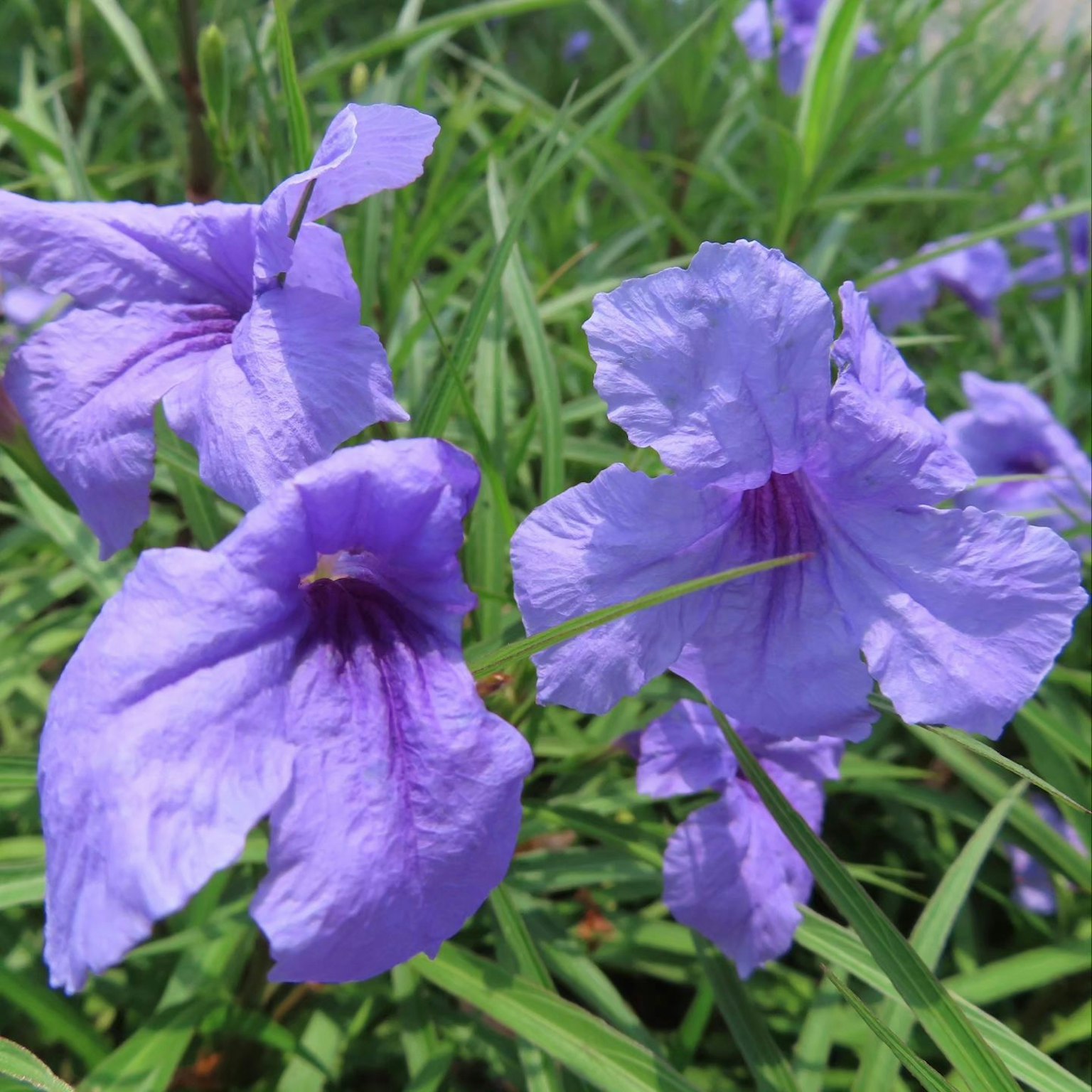 Gros plan de fleurs violettes en fleurs parmi un feuillage vert