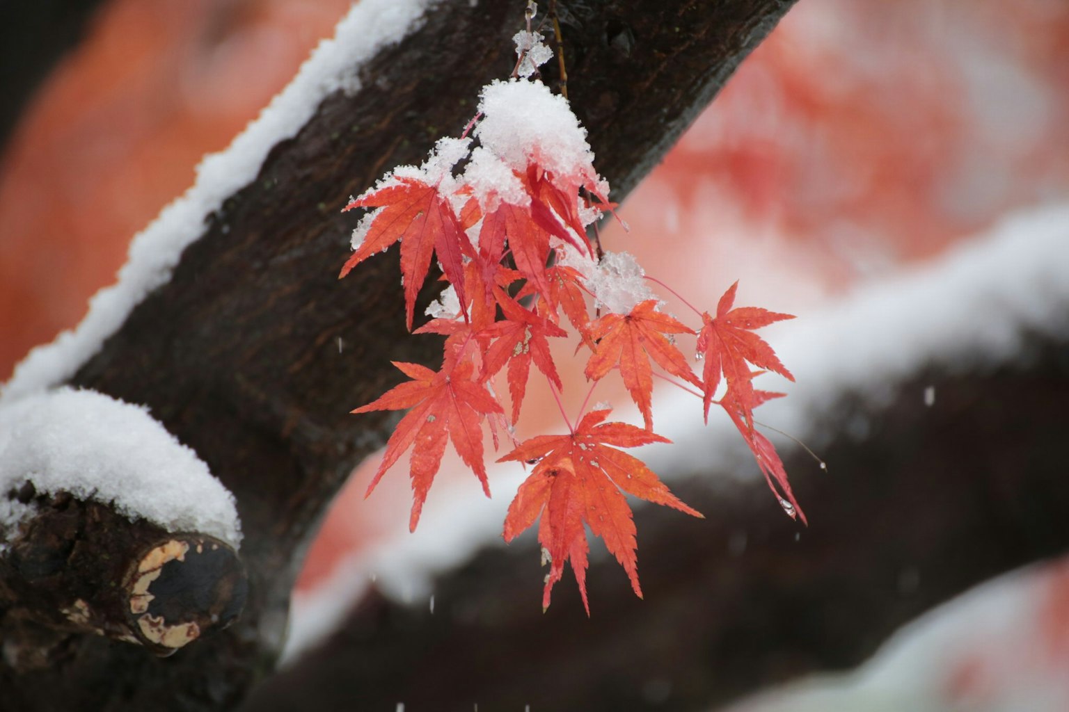 Feuilles d'érable rouges vibrantes recouvertes de neige sur une branche d'arbre