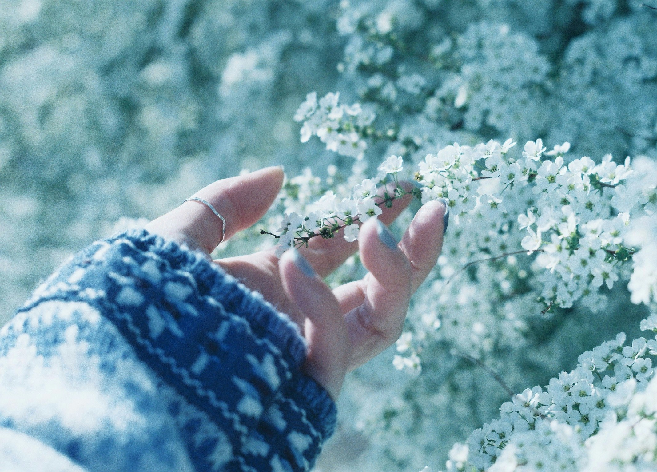 手袋の手で白い小花を摘む春の草原のような風景