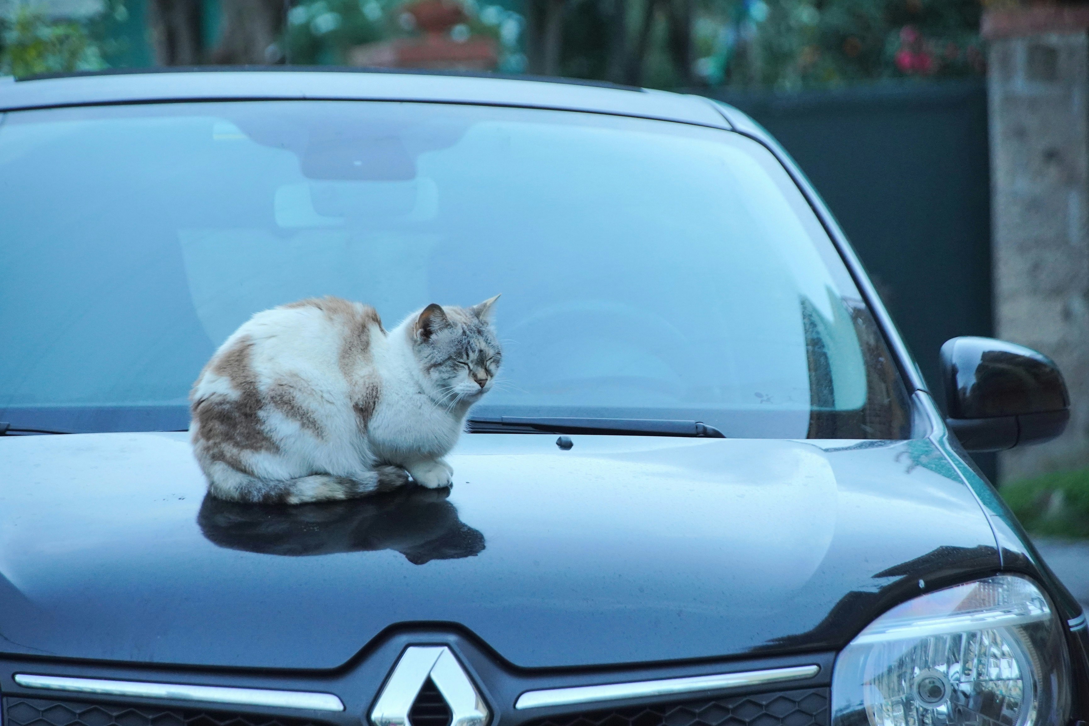 坐在汽車引擎蓋上的貓