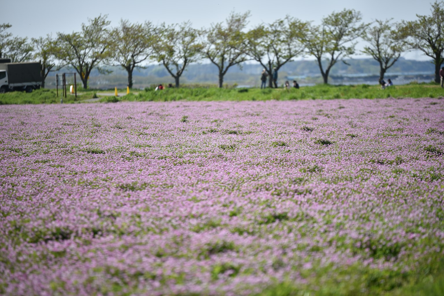 Champ vaste de fleurs violettes avec des arbres en arrière-plan