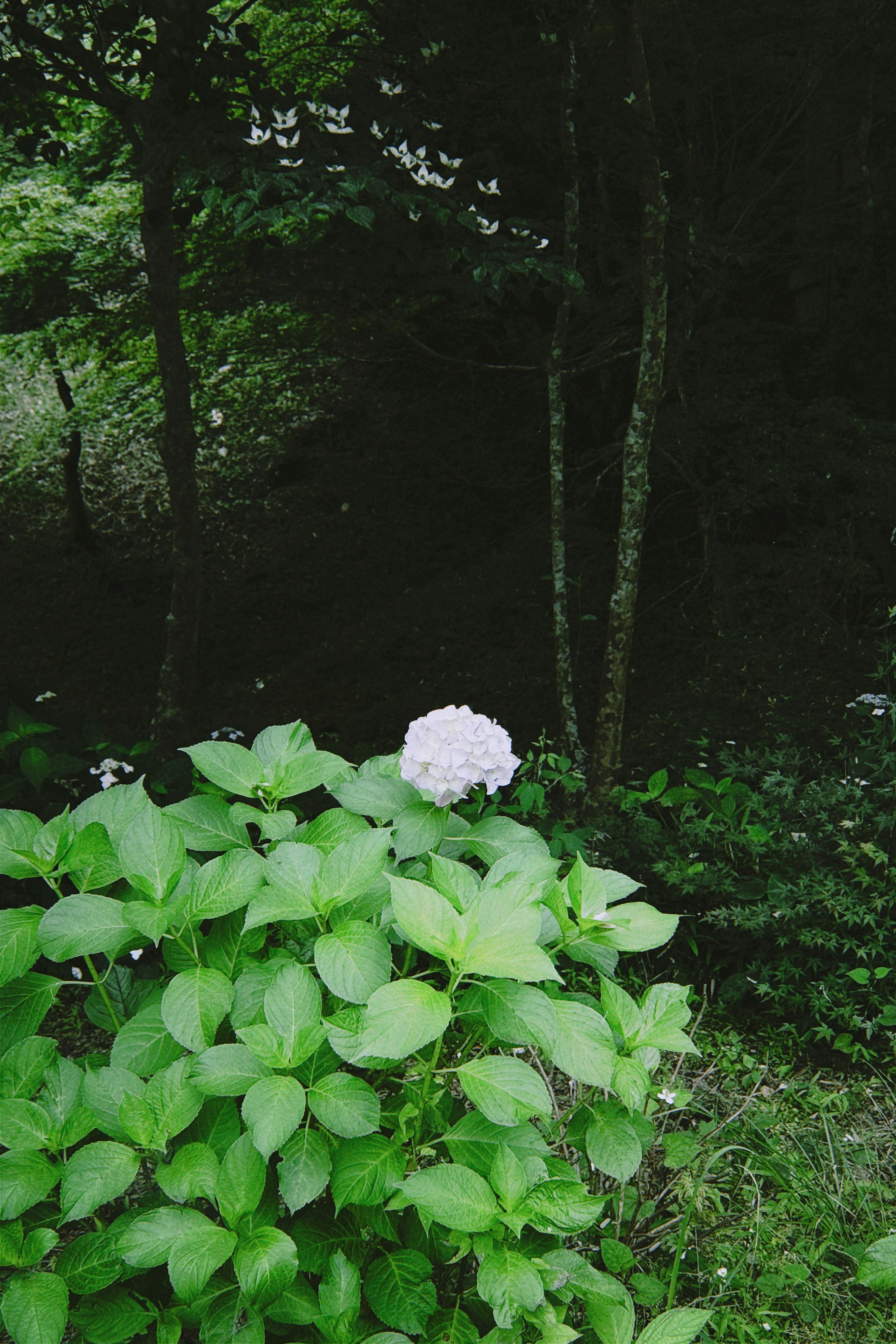 森の中のアジサイの花と葉
