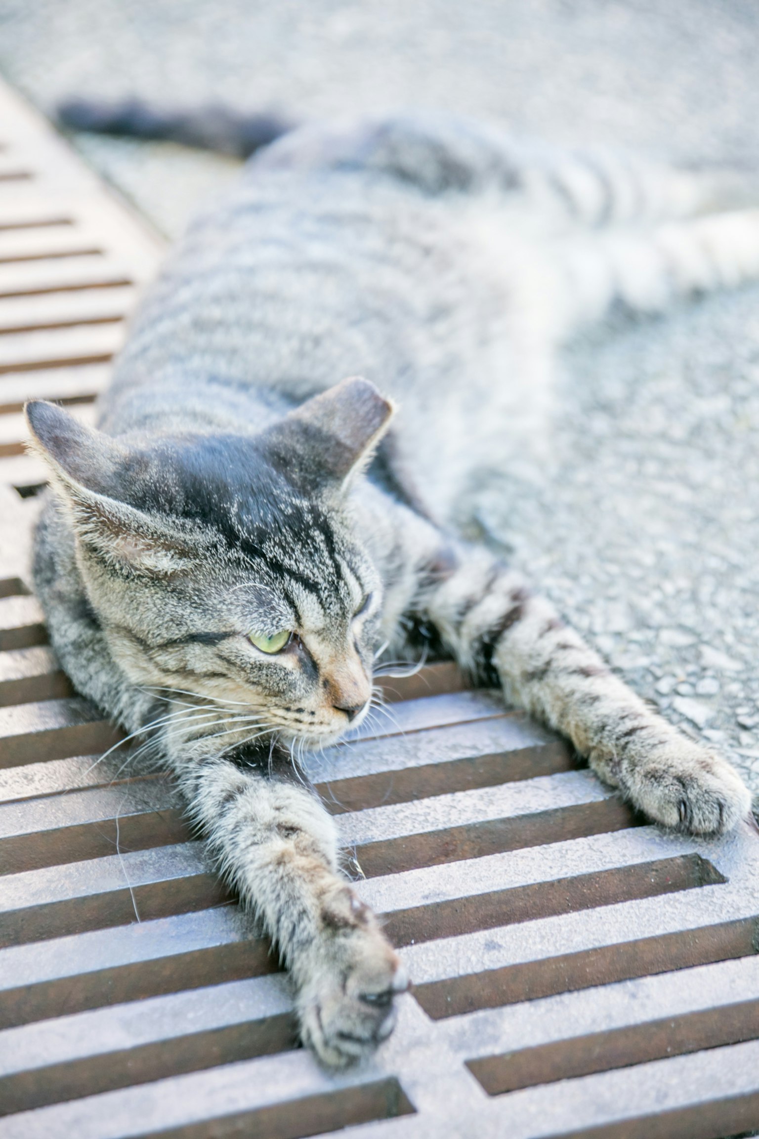 灰色猫躺在排水格栅上
